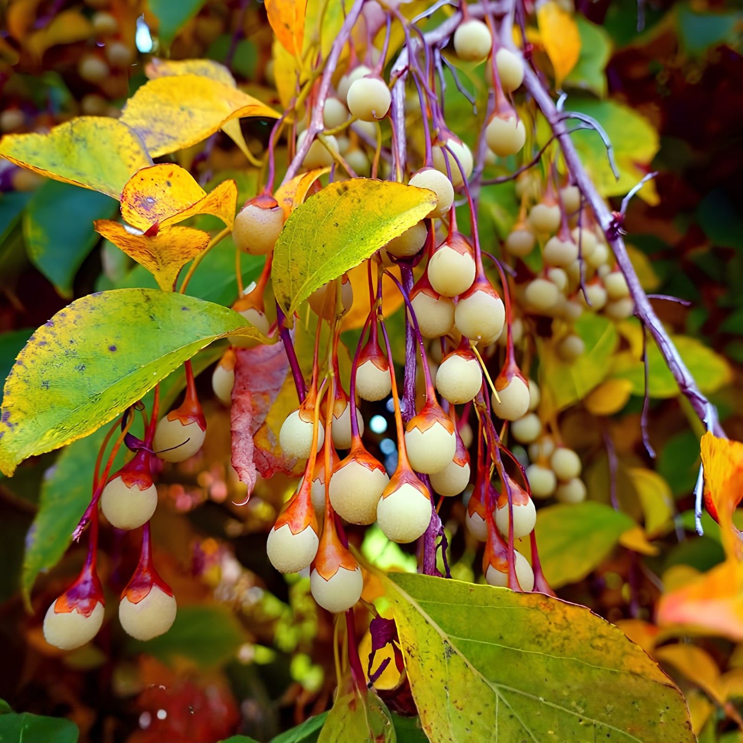 Japanese Snowbell Tree Seeds 20 Pack Styrax japonicus Ornamental Garden Landscaping Live Plant Cutting