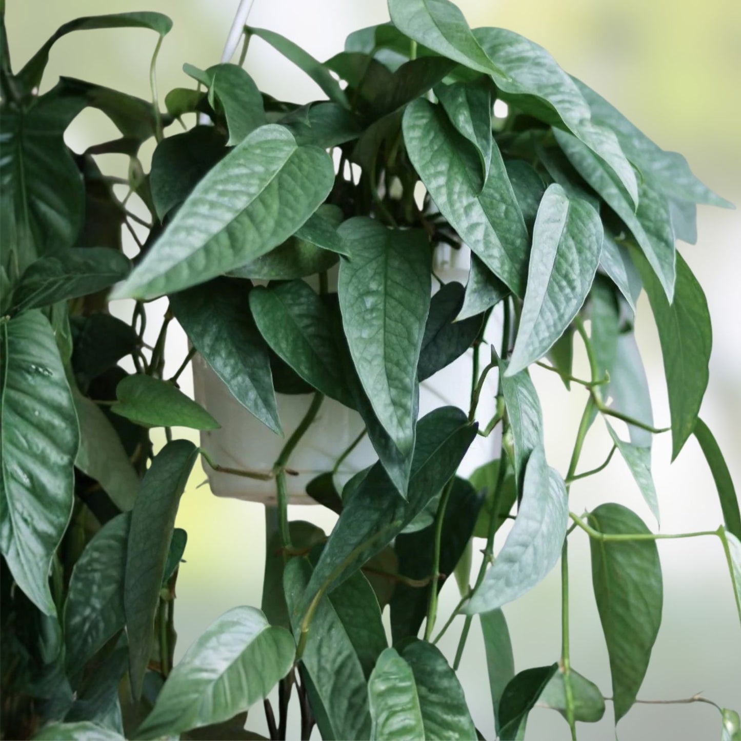 Cebu Blue Pothos Cuttings - 3 Stem Indoor Houseplant - Epipremnum pinnatum 'Cebu Blue' - Live Plant Propagation