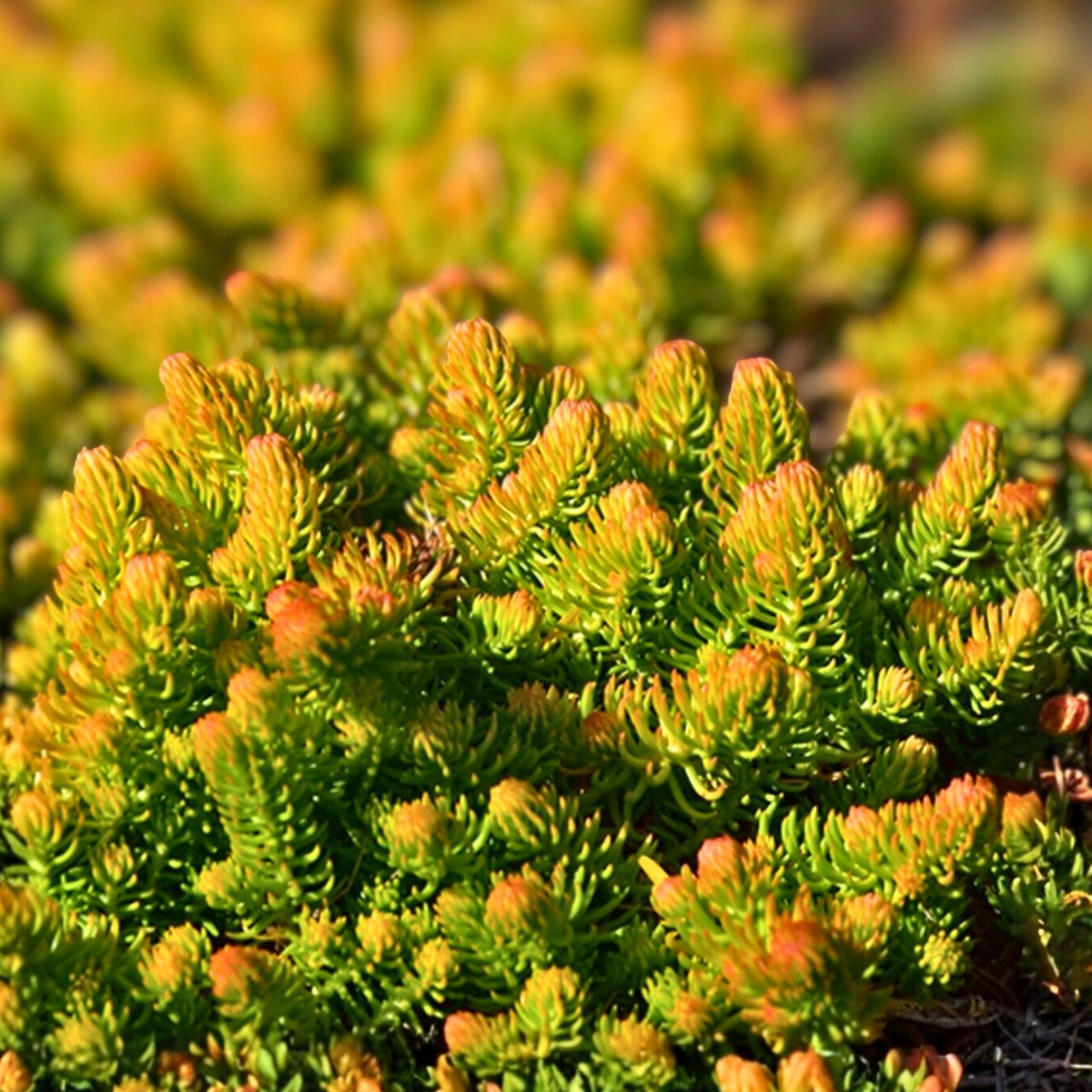 Angelina Sedum Live Plants - 5in Organic Perennial Ground Cover - Sedum rupestre 'Angelina' - Set of 5, Pesticide-Free