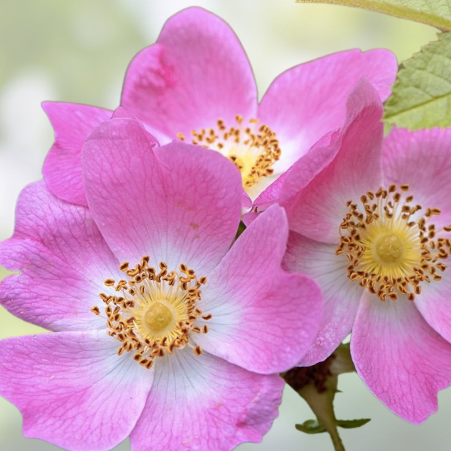50 Dog Rose Seeds for Planting, Rosa canina, Hardy Perennial with Beautiful Flowers and Tasty Red Berries
