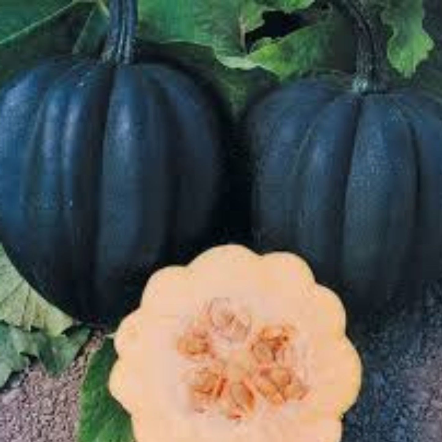 Autumn Delight Squash Seeds - 10 Pack - Exotic Variety - Cucurbita pepo - Edible Winter Squash Seeds