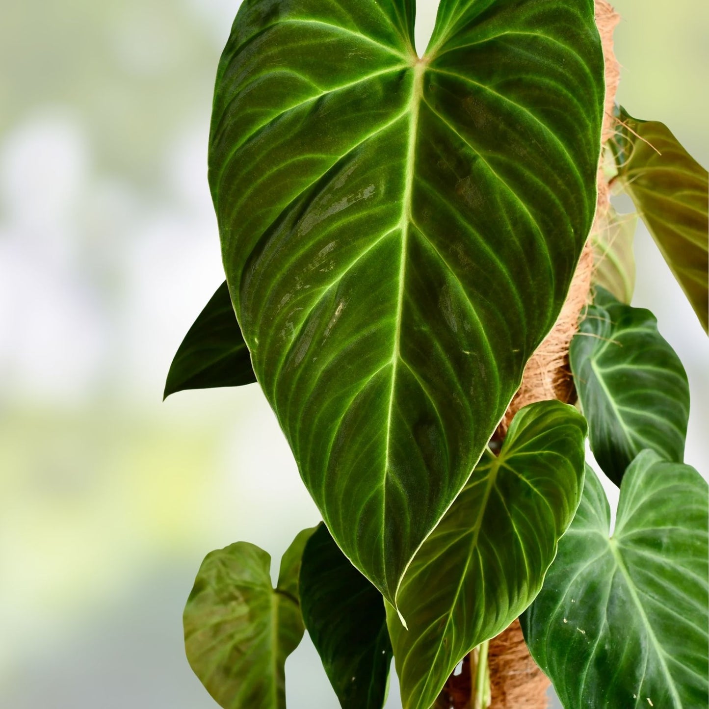 Philodendron Cutting x1, Splendid Variety, Rare Indoor Plant, Philodendron melanochrysum Hybrid