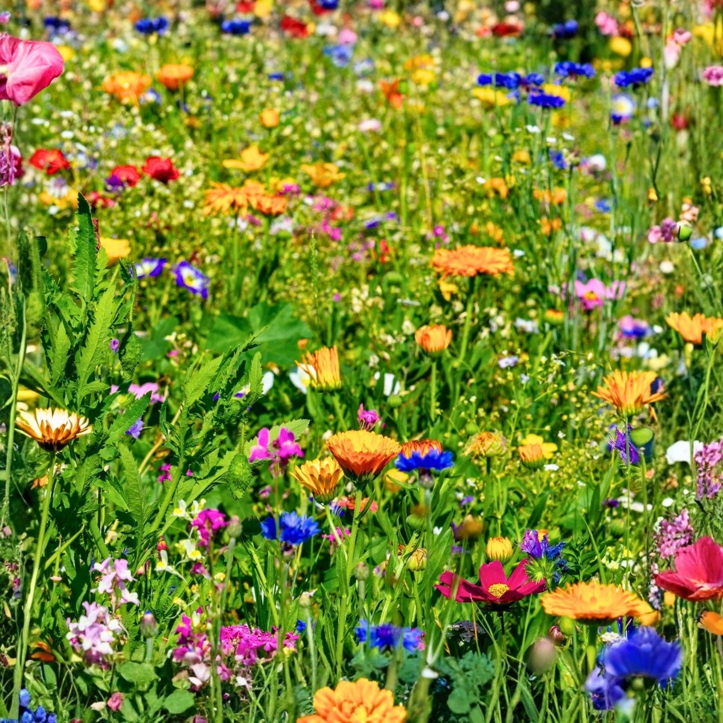 Wildflower Seed Mix 4 oz Colorful Border & Garden Blend Non-GMO Native Wildflower Seeds for Pollinator Gardens
