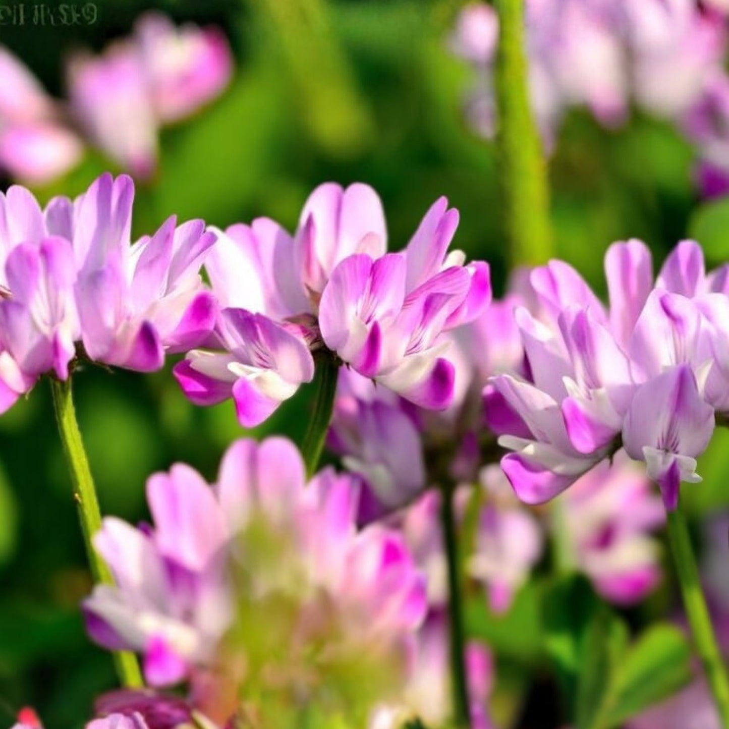 500 Chinese Milk Vetch Flower Seeds - Astragalus sinicus - Garden, Soil Improvement, Planting, Cover Crop Seeds