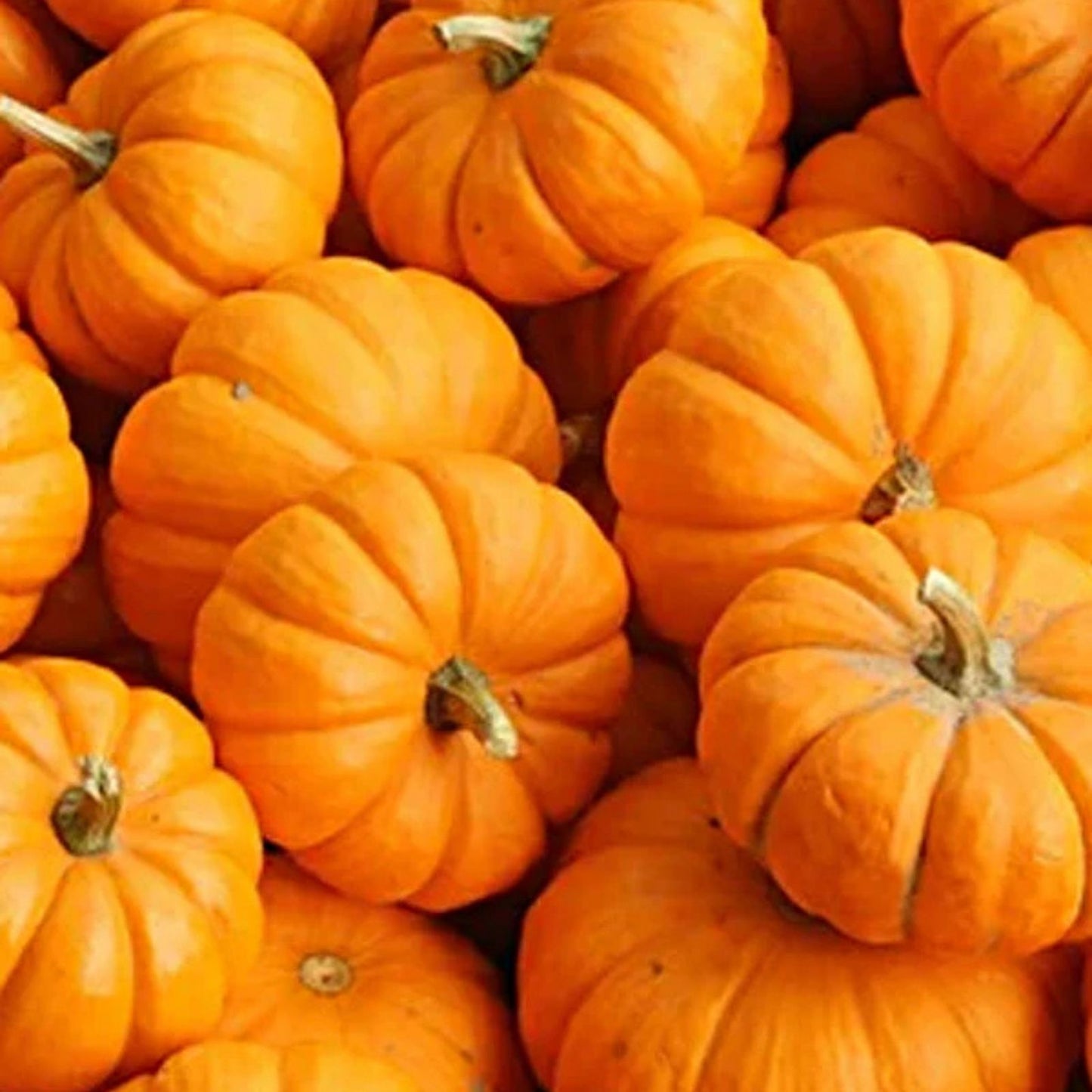 Pumpkin Seeds for Planting - 10 Seeds - Apprentice Variety - Cucurbita pepo - 1 Pound