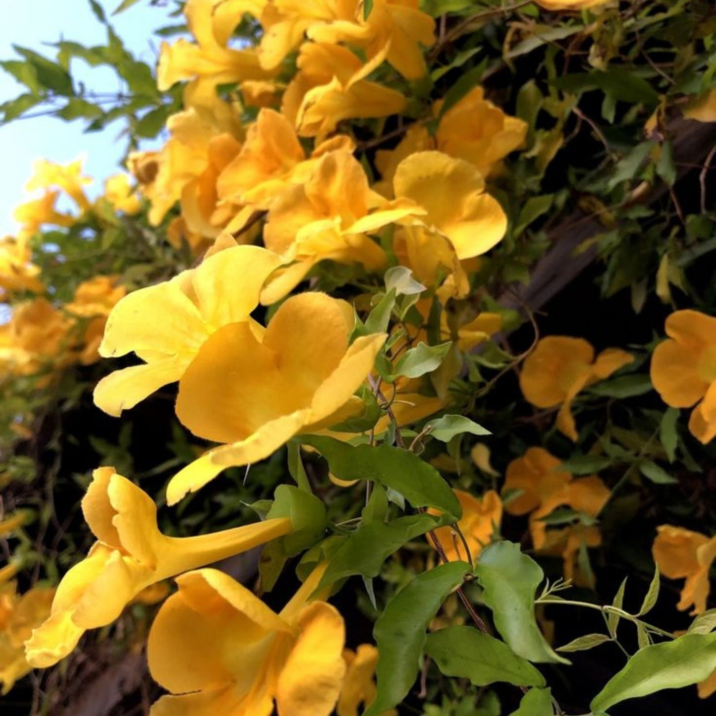Cat's Claw Creeper Seeds 20 Fresh Dolichandra Unguis-Cati 2024 Harvest Climbing Plant Seeds