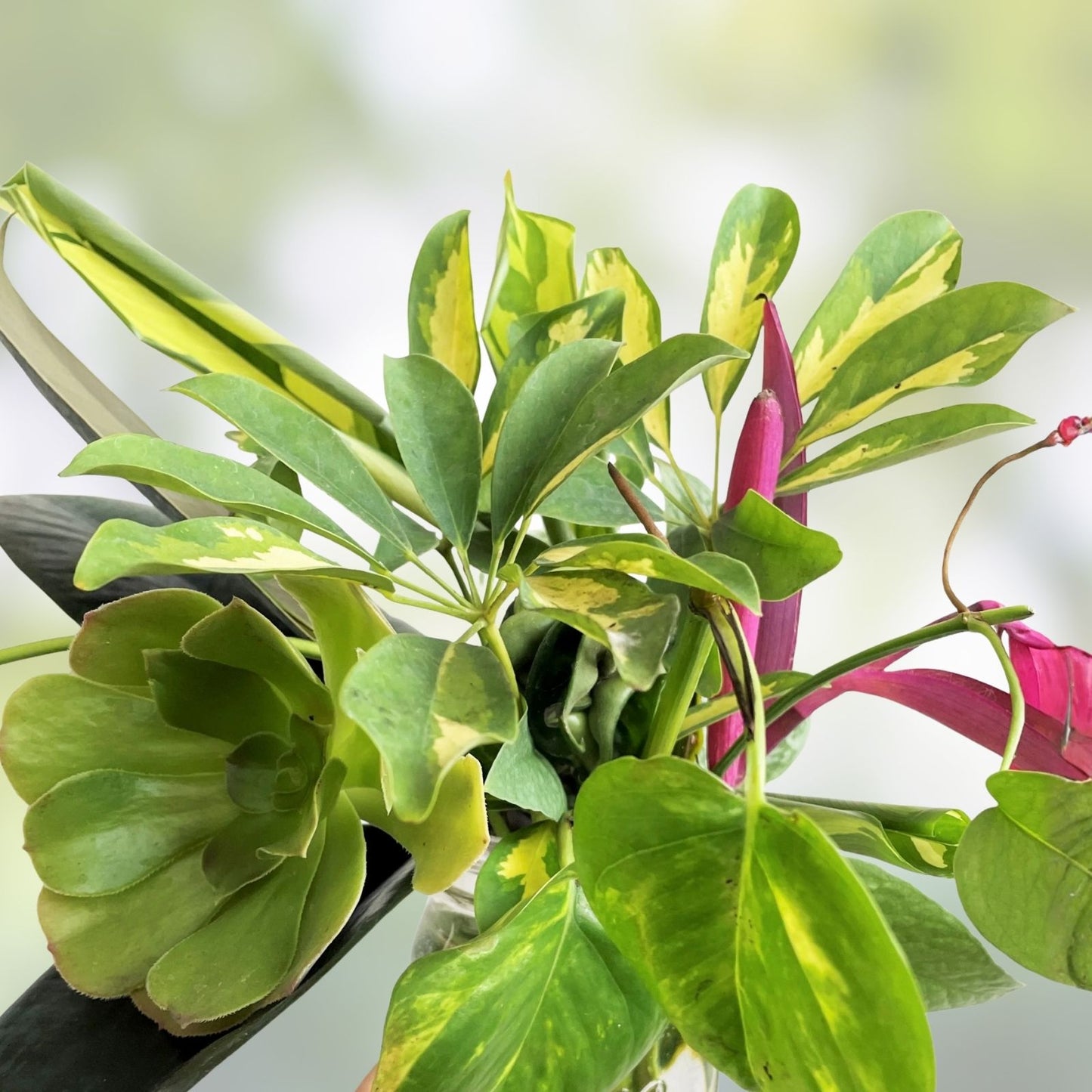Mystery Plant Cuttings 10 Pack Assorted Varieties Indoor Gardening Perfect for Plant Lovers