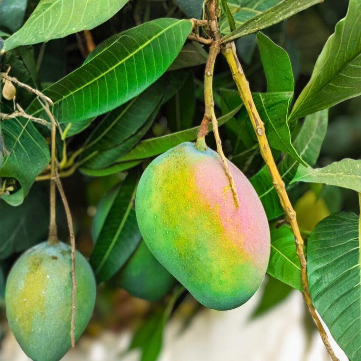 Kent Mango Seeds - 4 Fresh USA So Sweet - Mangifera indica - Delicious Tropical Fruit Seeds for Home Gardening