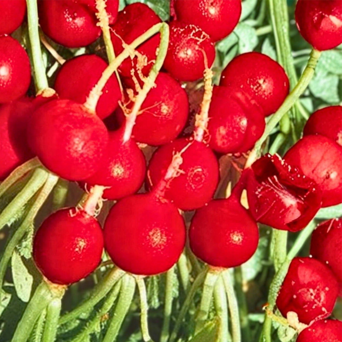 Heirloom Radish Seeds 500+ Non-GMO Champion Variety for Garden Planting Raphanus sativus