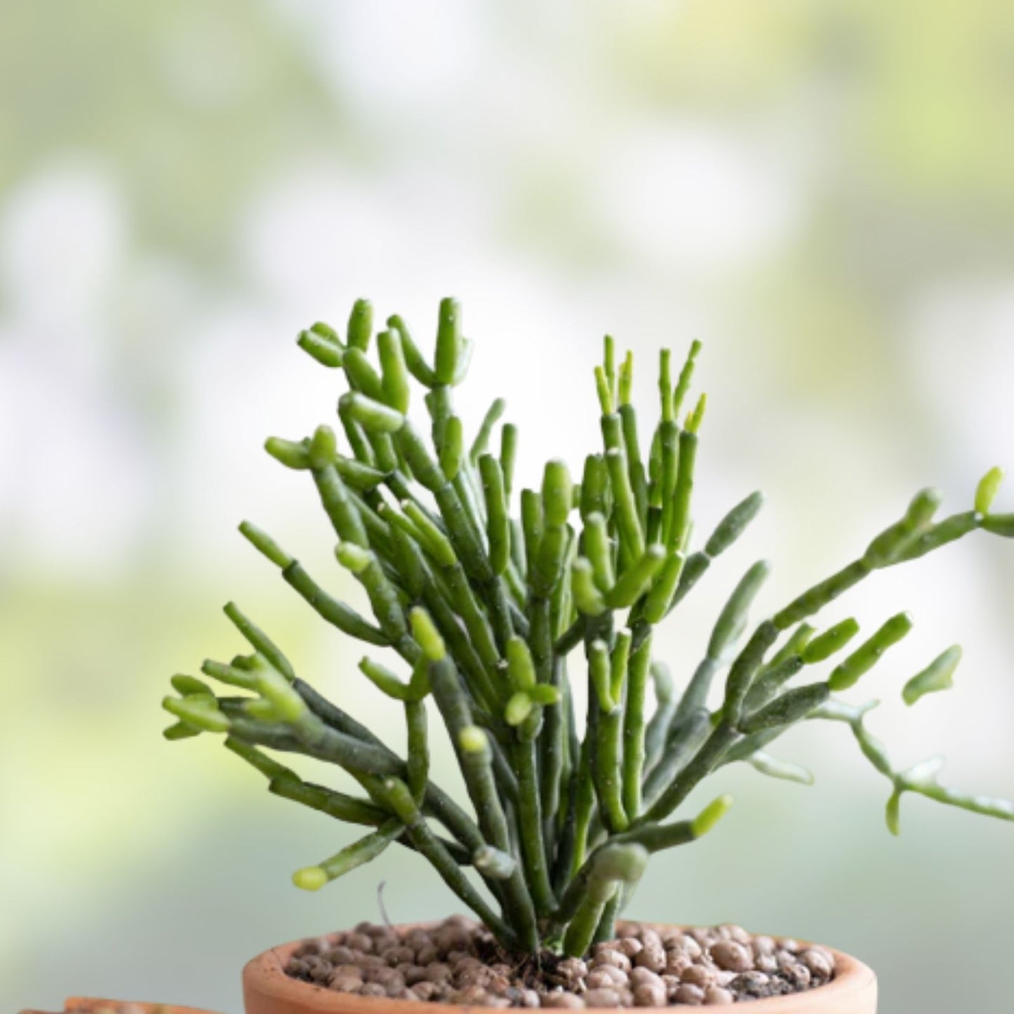 Dancing Bones Cactus Cuttings 4 Pack with Yellow Flowers, Easy to Grow Euphorbia tirucalli Succulents