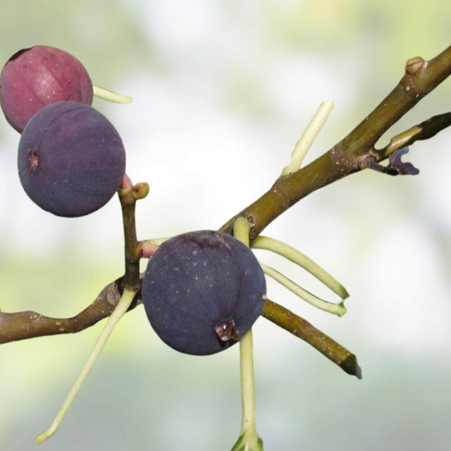 Chicago Hardy Fig Tree – Cold Hardy, Self-Pollinating Ficus carica 'Chicago Hardy' – 6" to 9" Tall Plant