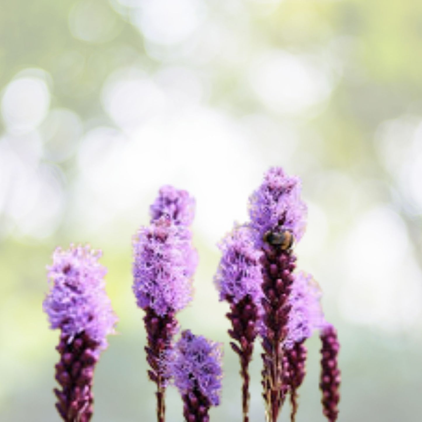 Kobold Dense Blazing Star Seeds - Liatris spicata - 25+ Seeds for Planting - Native Perennial Flower Seeds