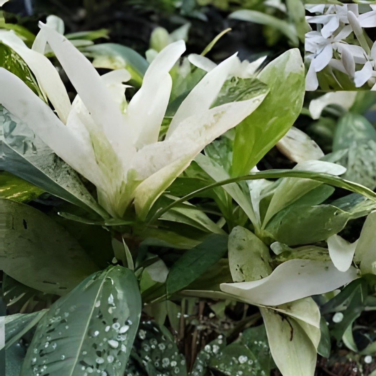 Thai Snow Ixora Rooted Starter Plant with Variegated White Flowers, Ixora 'Thai Snow' Tropical Shrub
