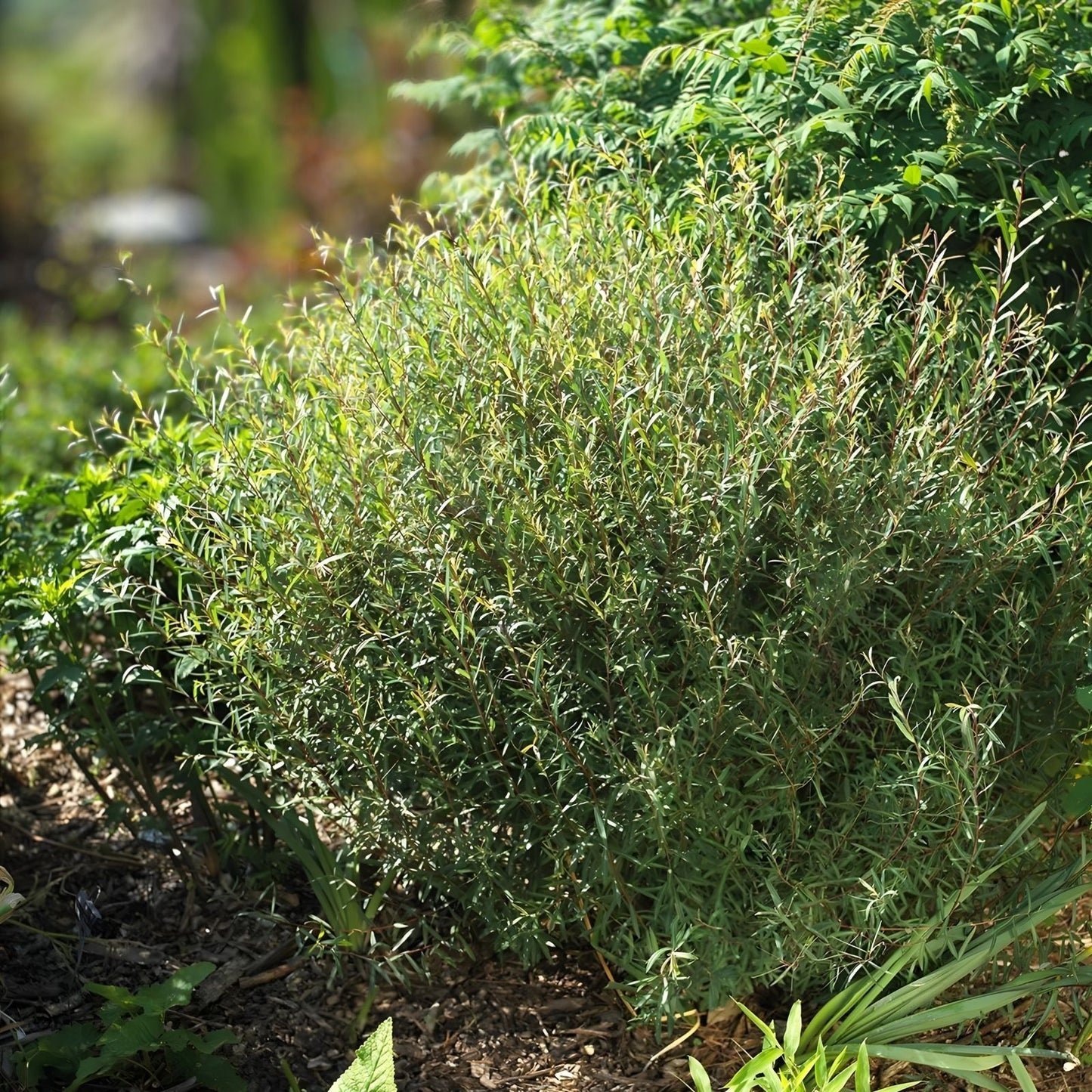 Willow Bush Cuttings for Planting – Low Growing Privacy Hedge, Salix purpurea, Green Foliage, Hardy Shrub, Fast-Growing