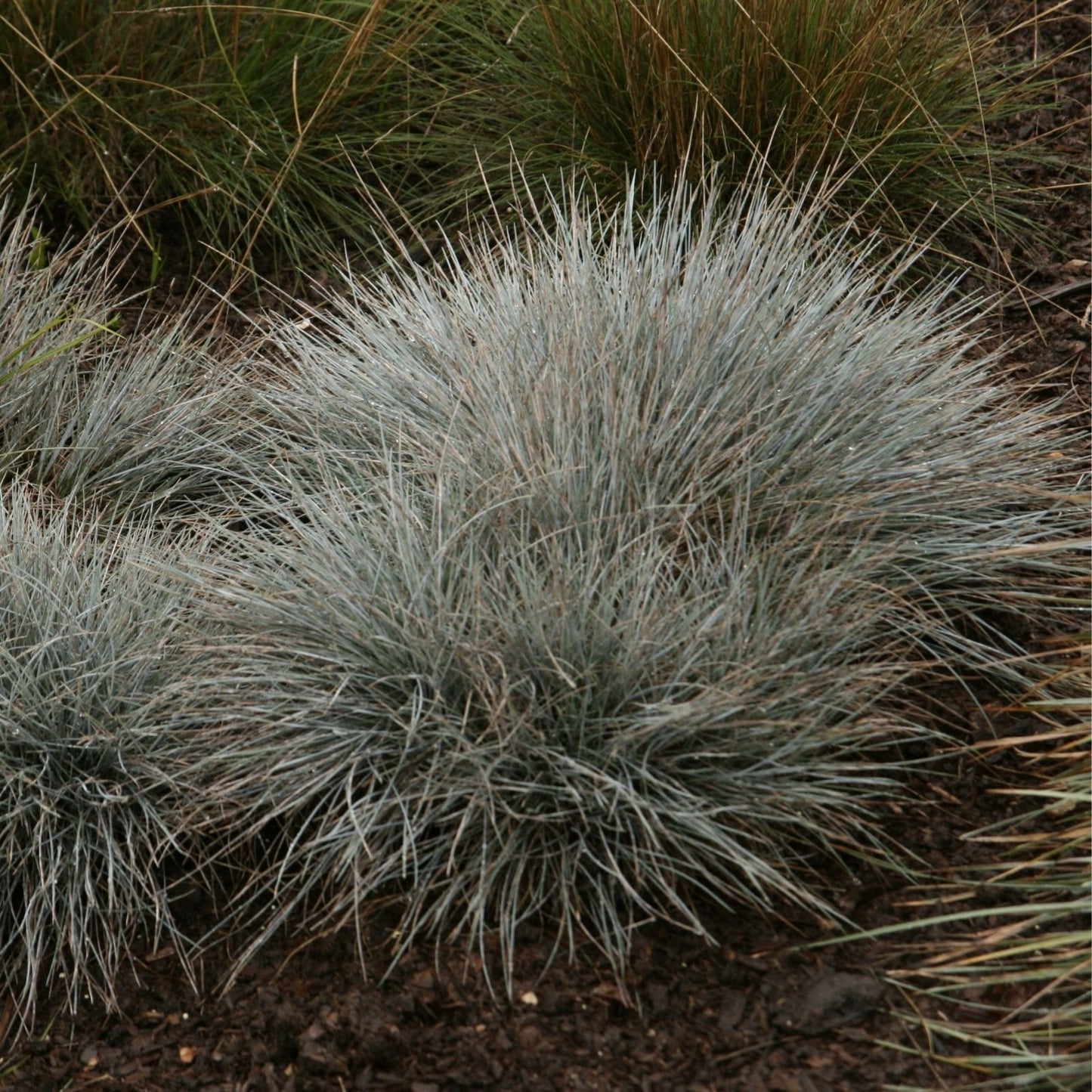 Blue Fescue Grass Seeds - 100+ Count, Silvery Blue Ornamental, Festuca cinerea glauca