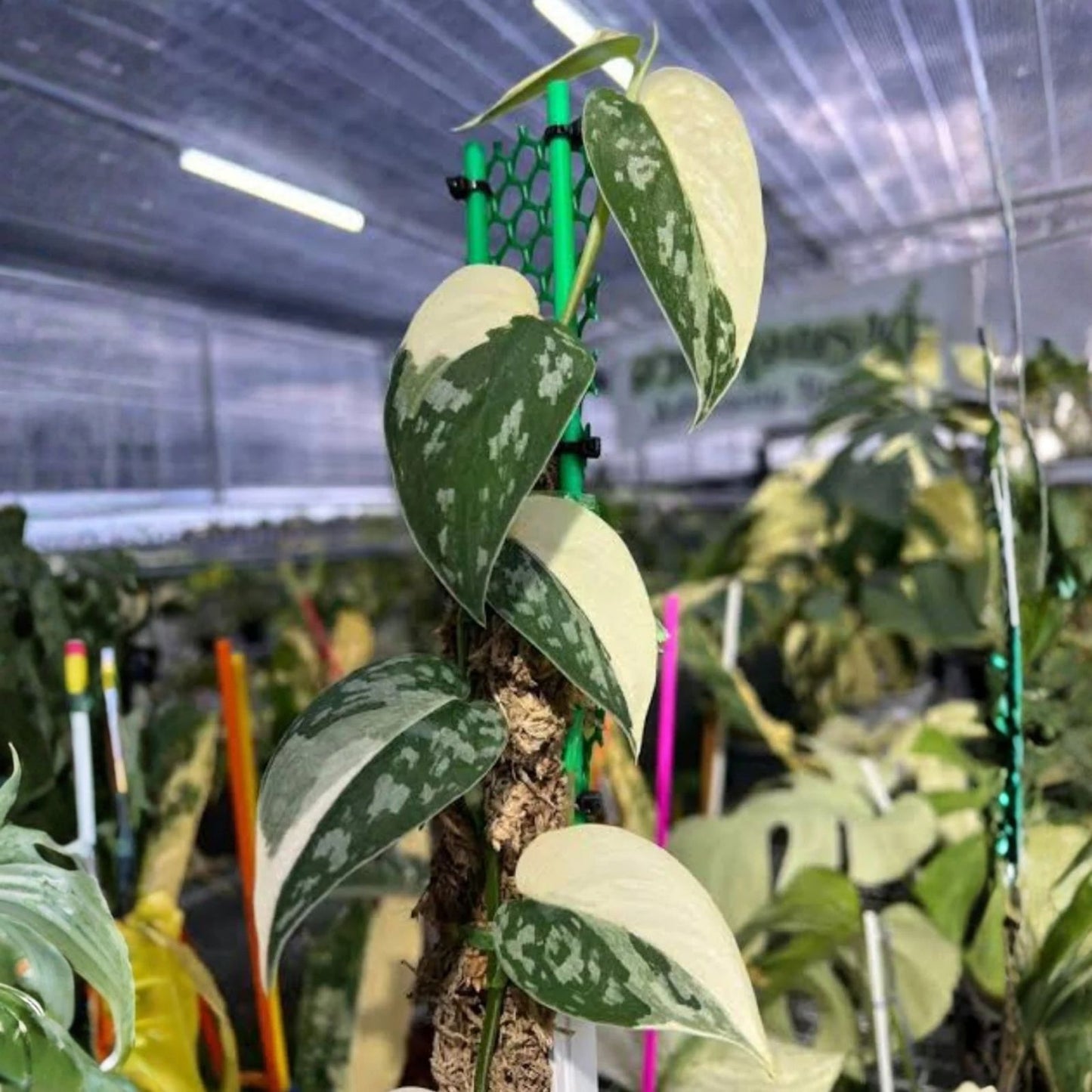 Variegated Scindapsus Mayari Cuttings - Indoor Houseplant, Easy to Grow, Unique Leaf Patterns, Epipremnum aureum