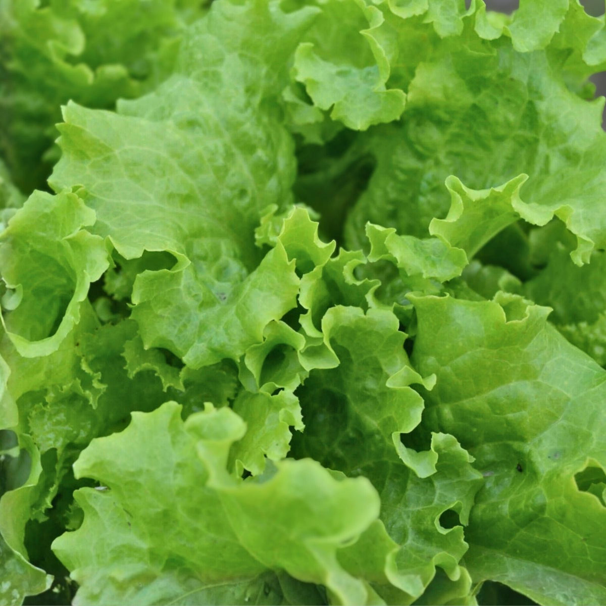 Lettuce Seeds 500 Count - Grand Rapids Heirloom Organic Non-GMO Vegetable Seeds for Gardening