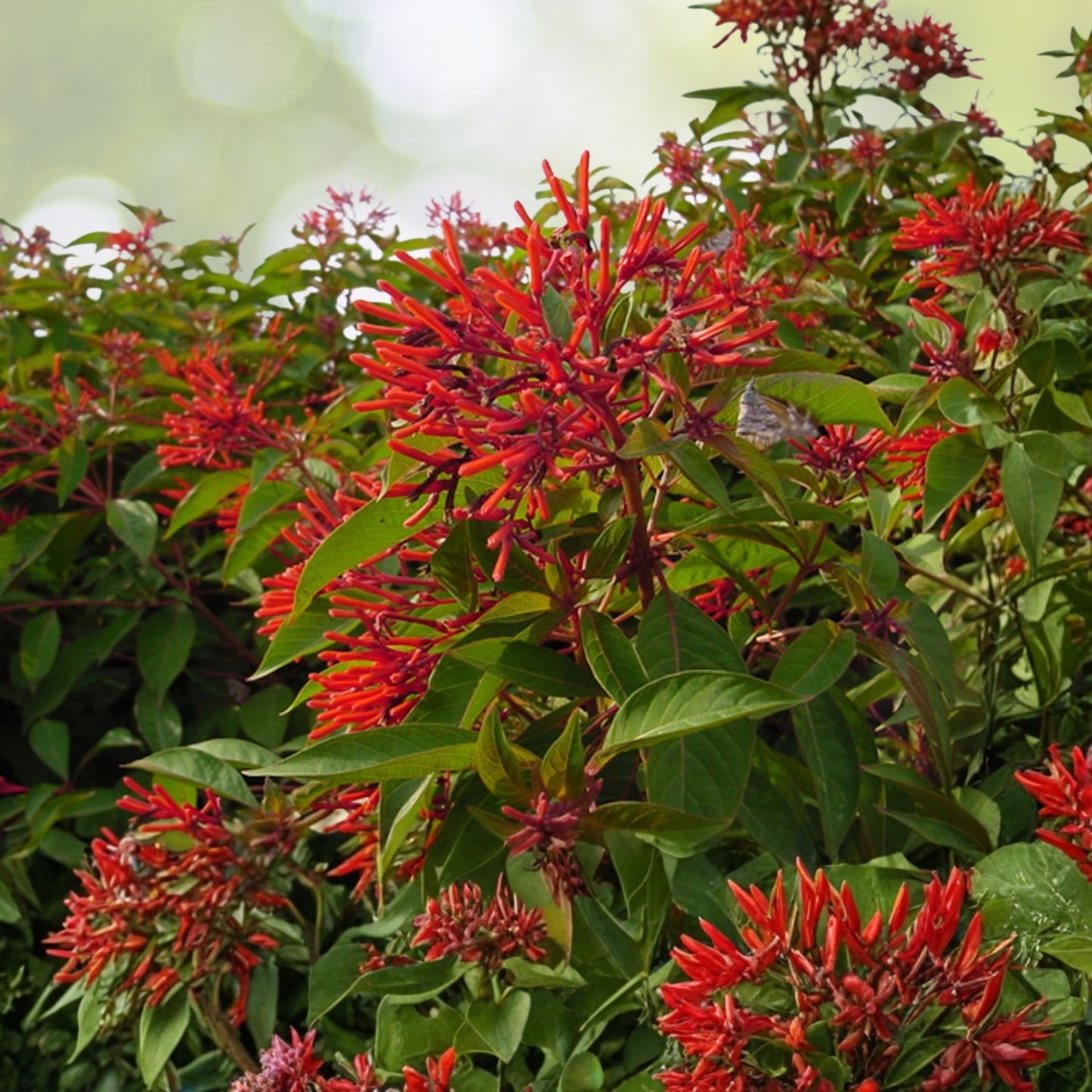 Firebush Plant Starter - 1 Gallon - Bright Red-Orange Blooms - Hamelia patens - Drought Tolerant, Pollinator Friendly