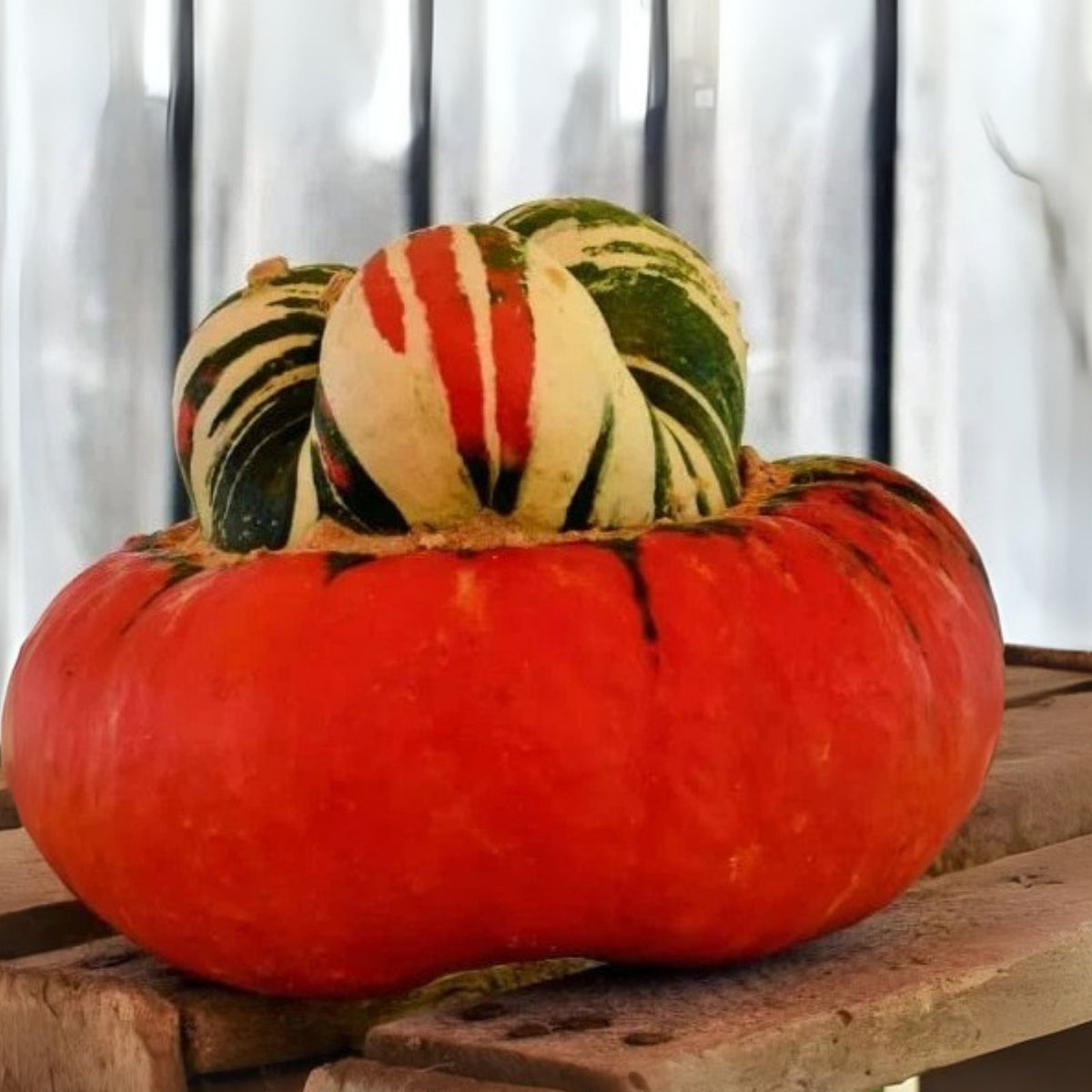 Turks Turban Seeds - 10 Colorful Exotic Gourd Seeds for Planting - Cucurbita maxima