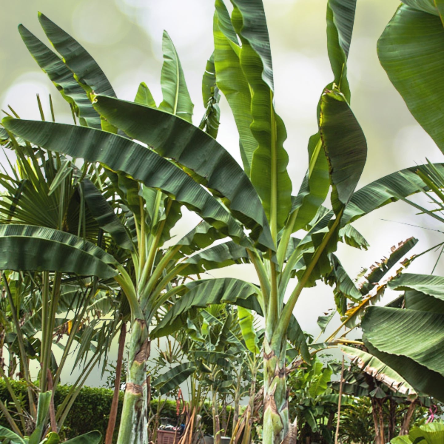 Extra Large Queen Emma Banana Plant - 7g Pot - Ornamental Tropical Foliage - Musa 'Queen Emma' - Bareroot Shipping