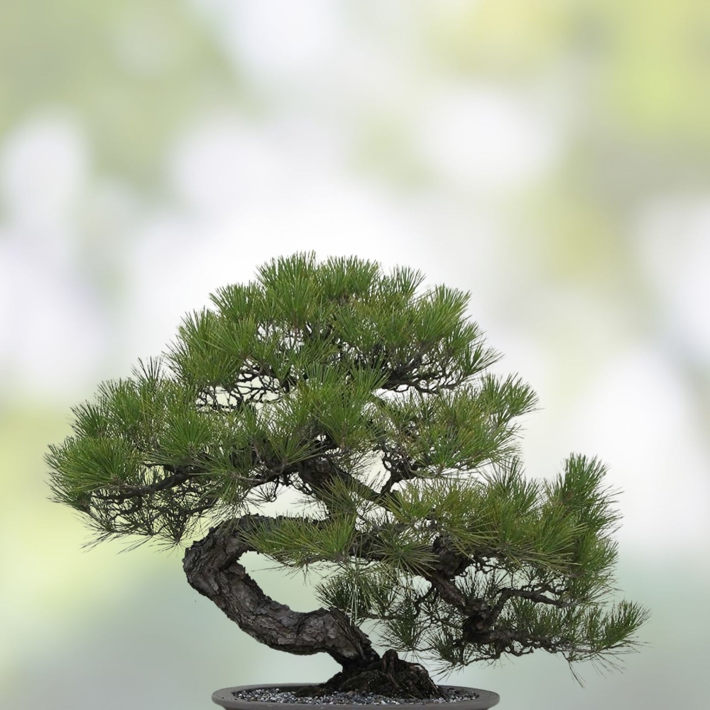 Bonsai Tree Seeds - 30 Japanese Black Pine Seeds - Pinus thunbergii - Perfect for Home Gardening and Bonsai Cultivation