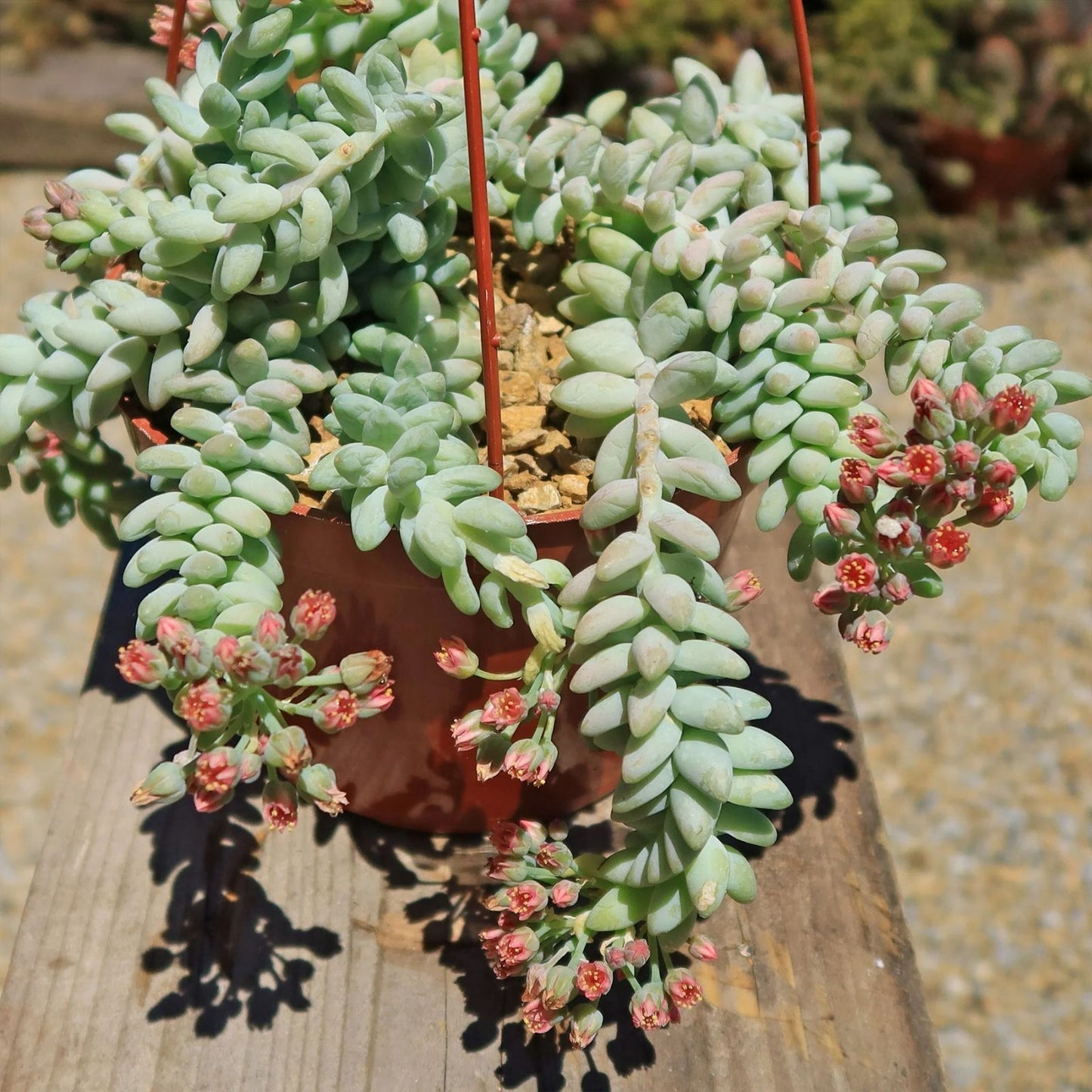 Burro's Tail Succulent Cuttings - Lot of 5 - 4" Sedum morganianum Succulents for Indoor Garden