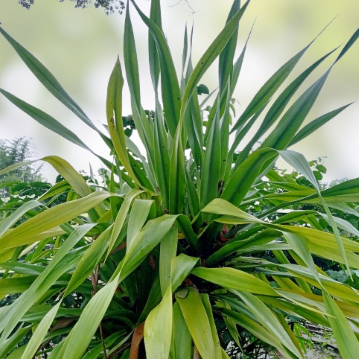 Forest Cabbage Palm Tree Seeds – Cordyline banksii – Tropical Planting Seeds for Gardens and Landscapes