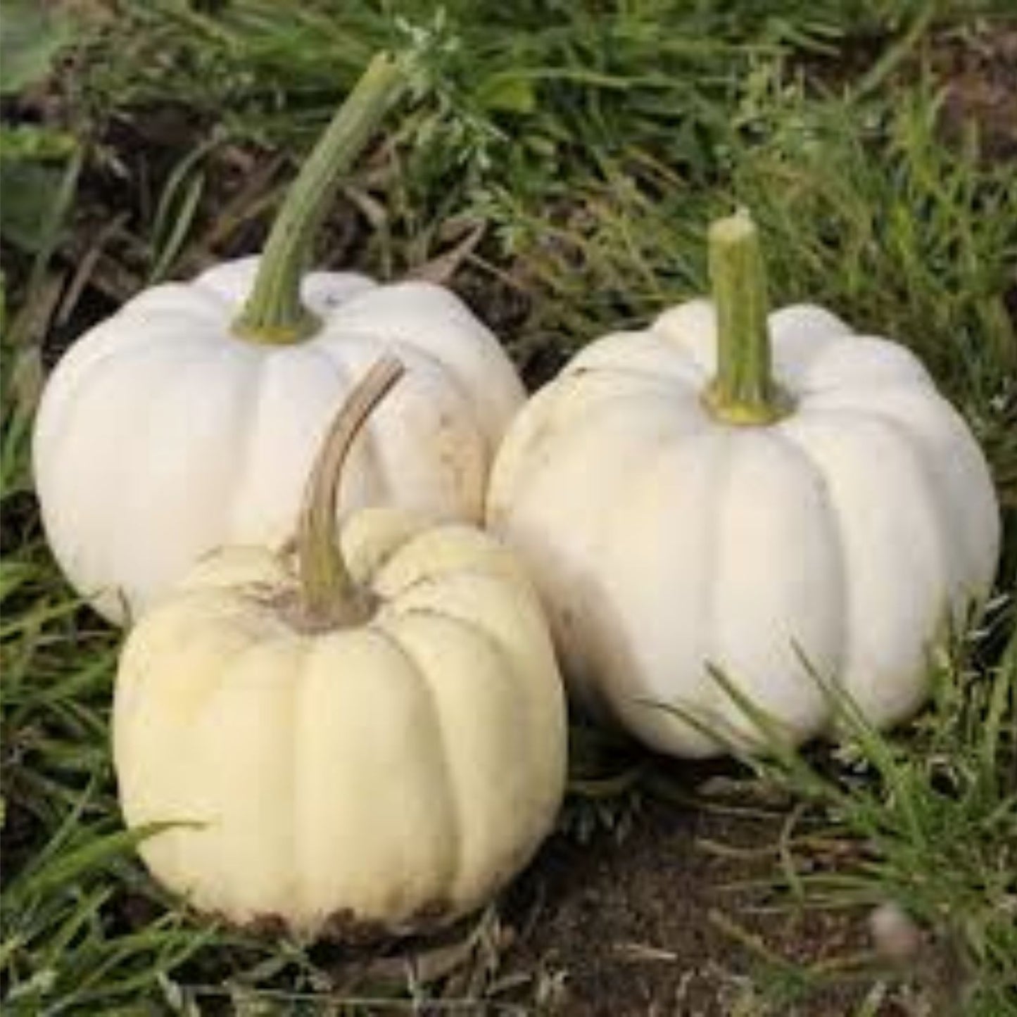 Small White Pumpkin Seeds 20 Pack Casperita Non-GMO for Decor and Garden Planting