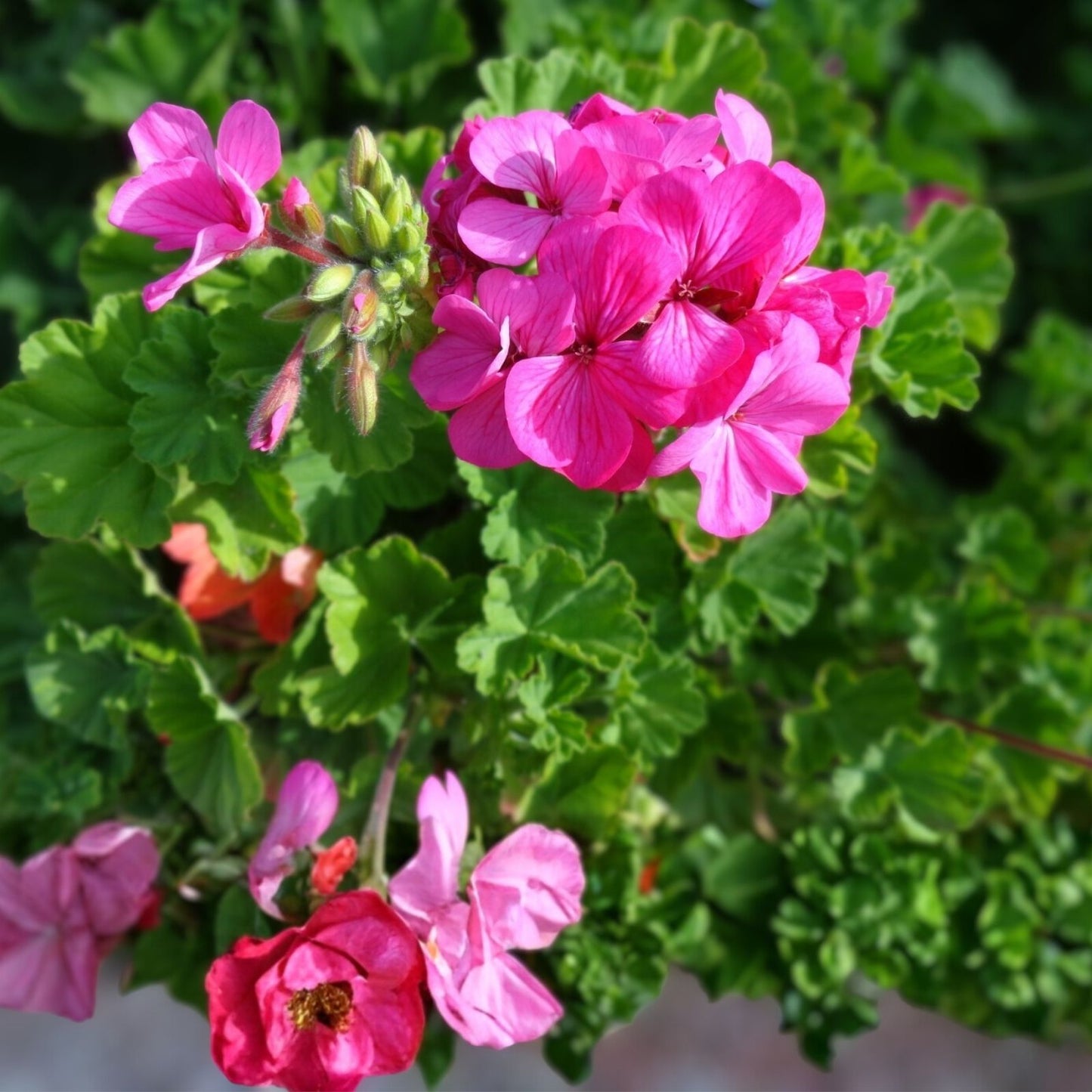 Geranium Cuttings 30 Pack - Hardy Pink Flower Pelargonium spp. - Fresh Plant Cuttings for Gardening