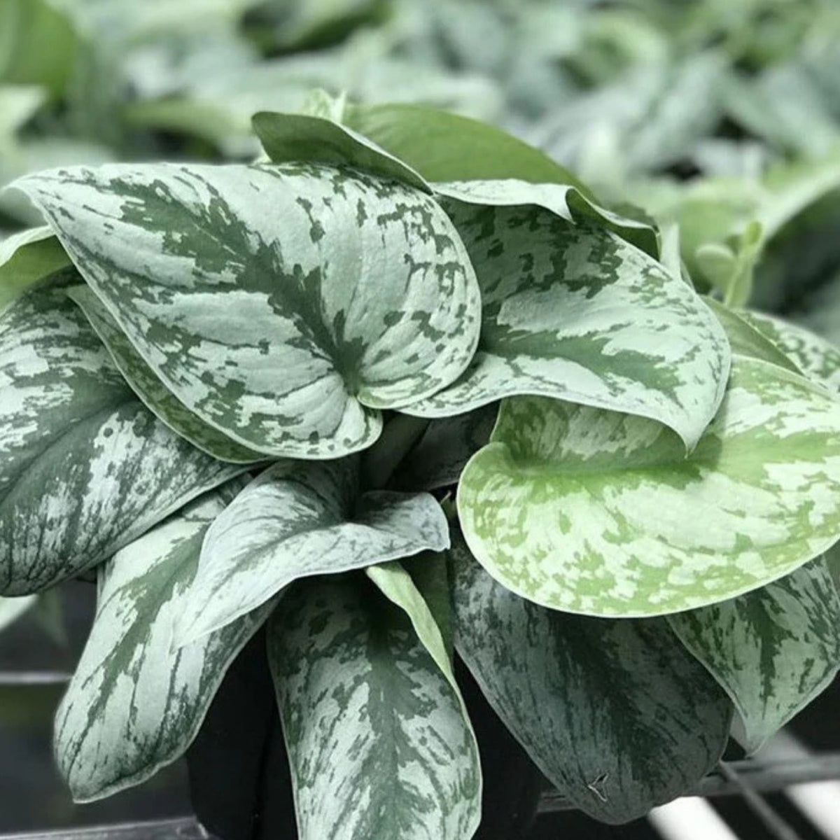 Satin Pothos Starter Plant 3in Pot | Silver Pothos | Scindapsus Pictus | Easy Care Indoor Houseplant, Tropical Vine