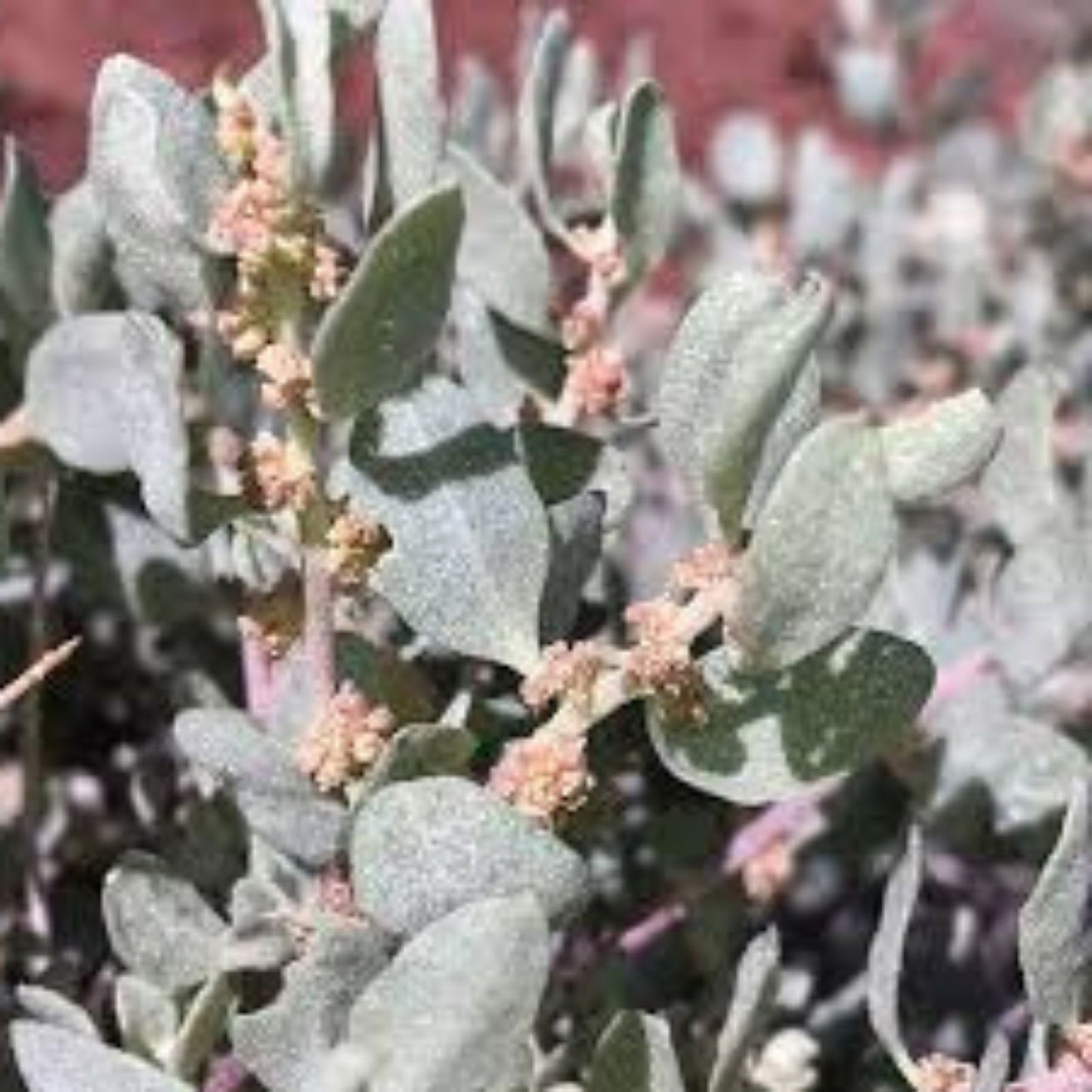 Winterberry Bush Seeds 30 Pack - Ilex verticillata - Essential Winter Foliage - Deciduous Shrub for Landscaping