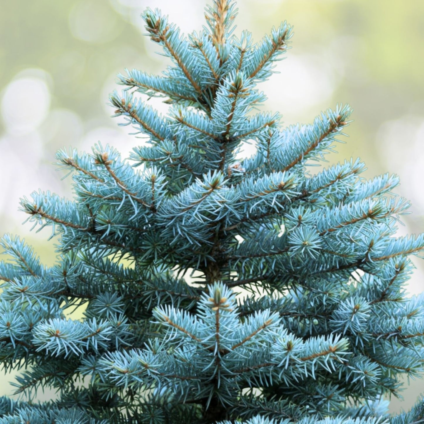 Christmas Day Spruce Seeds - 20 Blue Needle Seeds - Picea meyeri - Great for Holiday Gardening and Landscaping