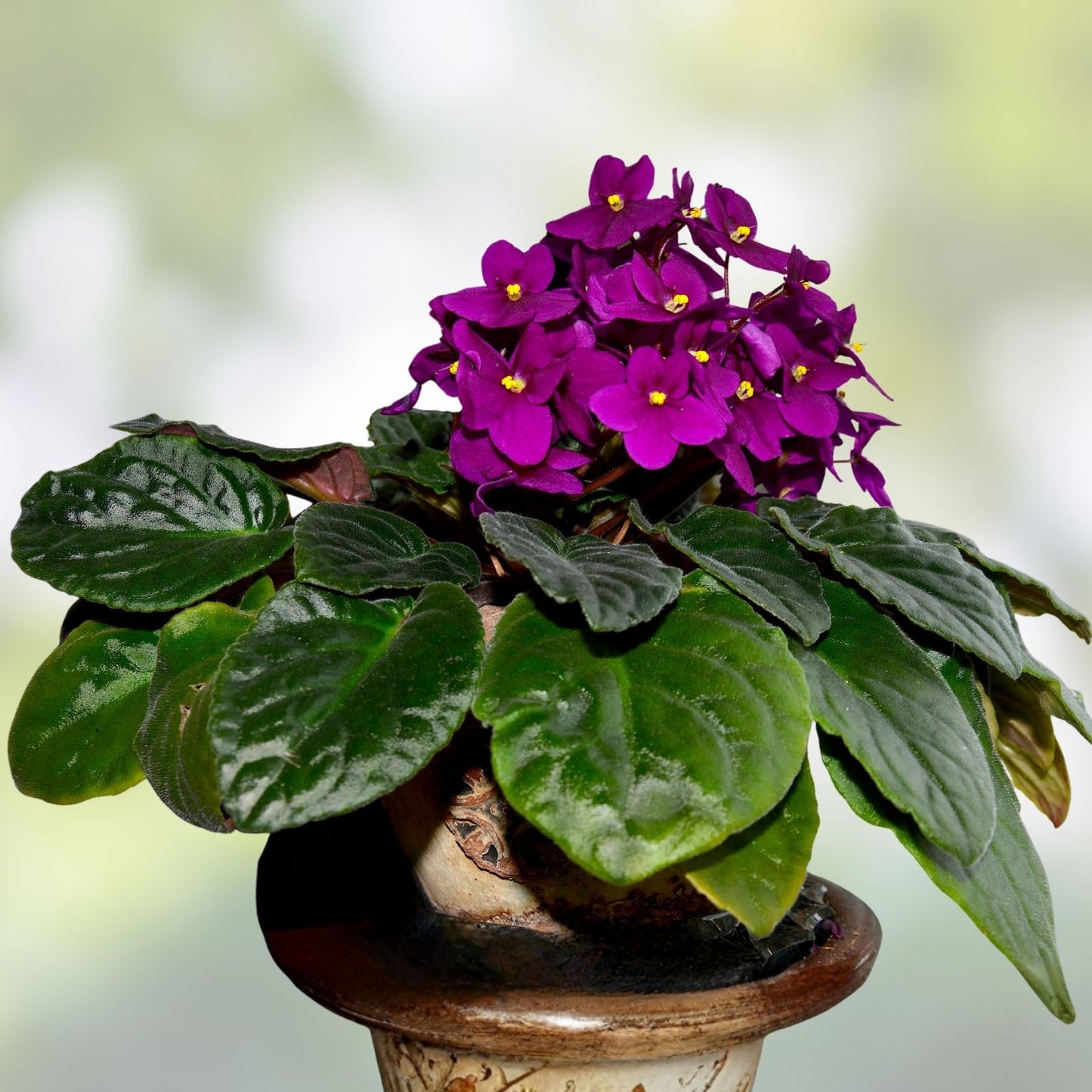 African Violet Leaf Cutting Lightspeed Variety Saintpaulia ionantha for Propagation and Plant Growth