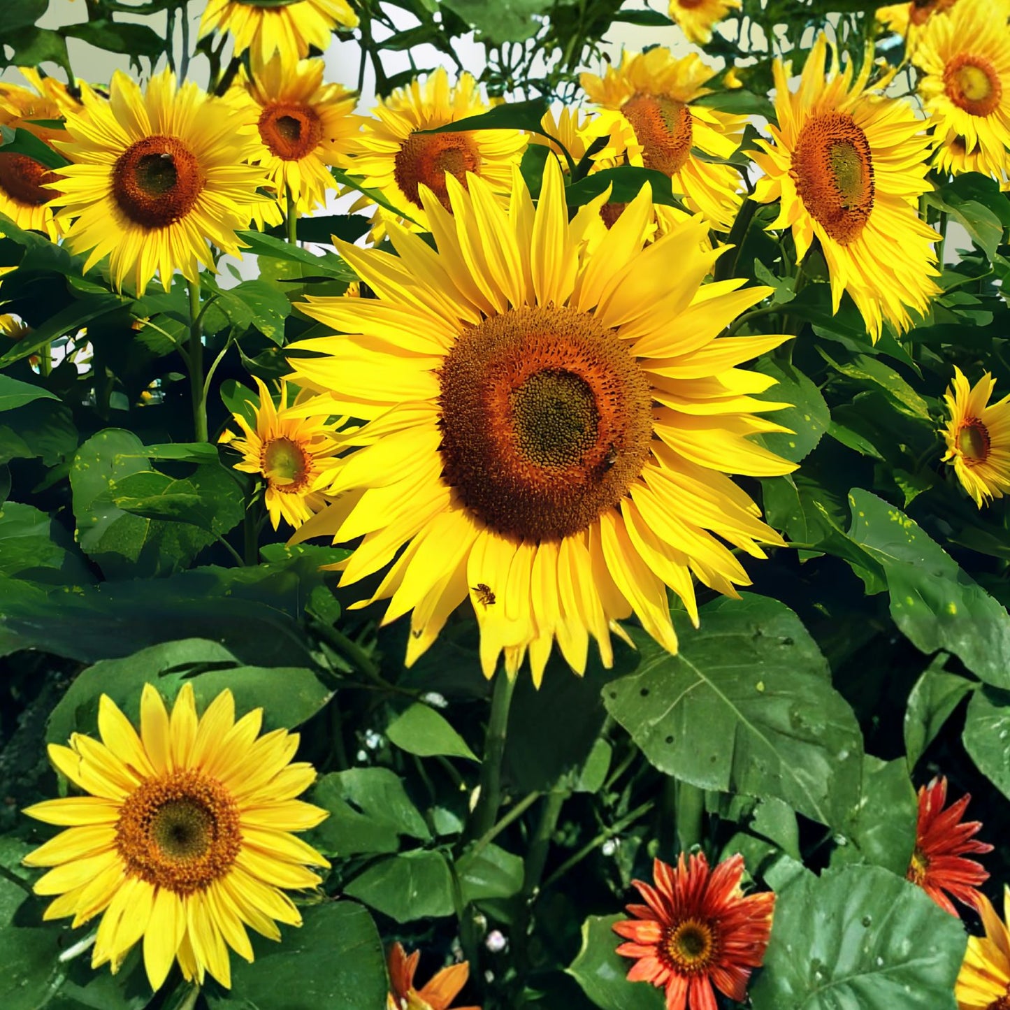 Giant Sunflower Seeds 50 Pack | Helianthus annuus Large Butter Flowers Garden Planting Seeds