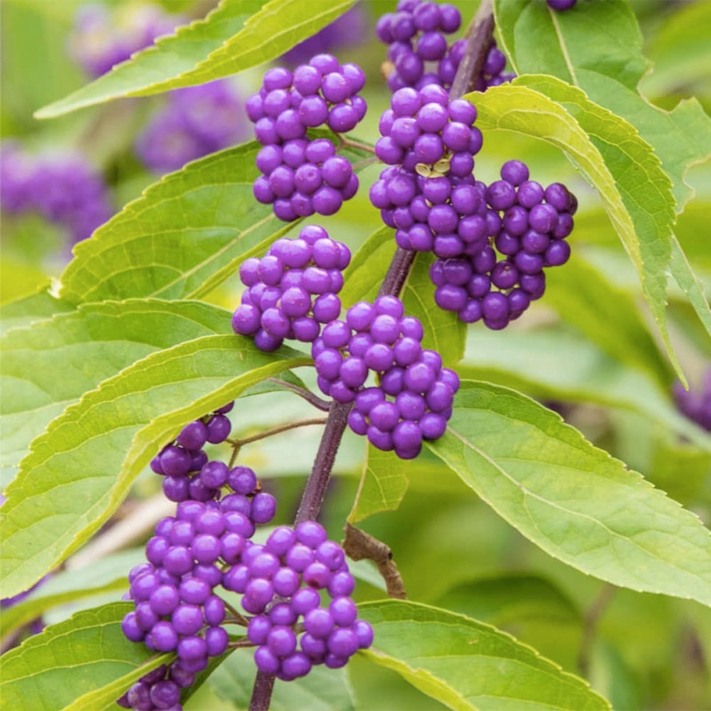 American Beauty Berry Seeds - 50 Non-GMO Callicarpa Americana Native Berry Plant Seeds