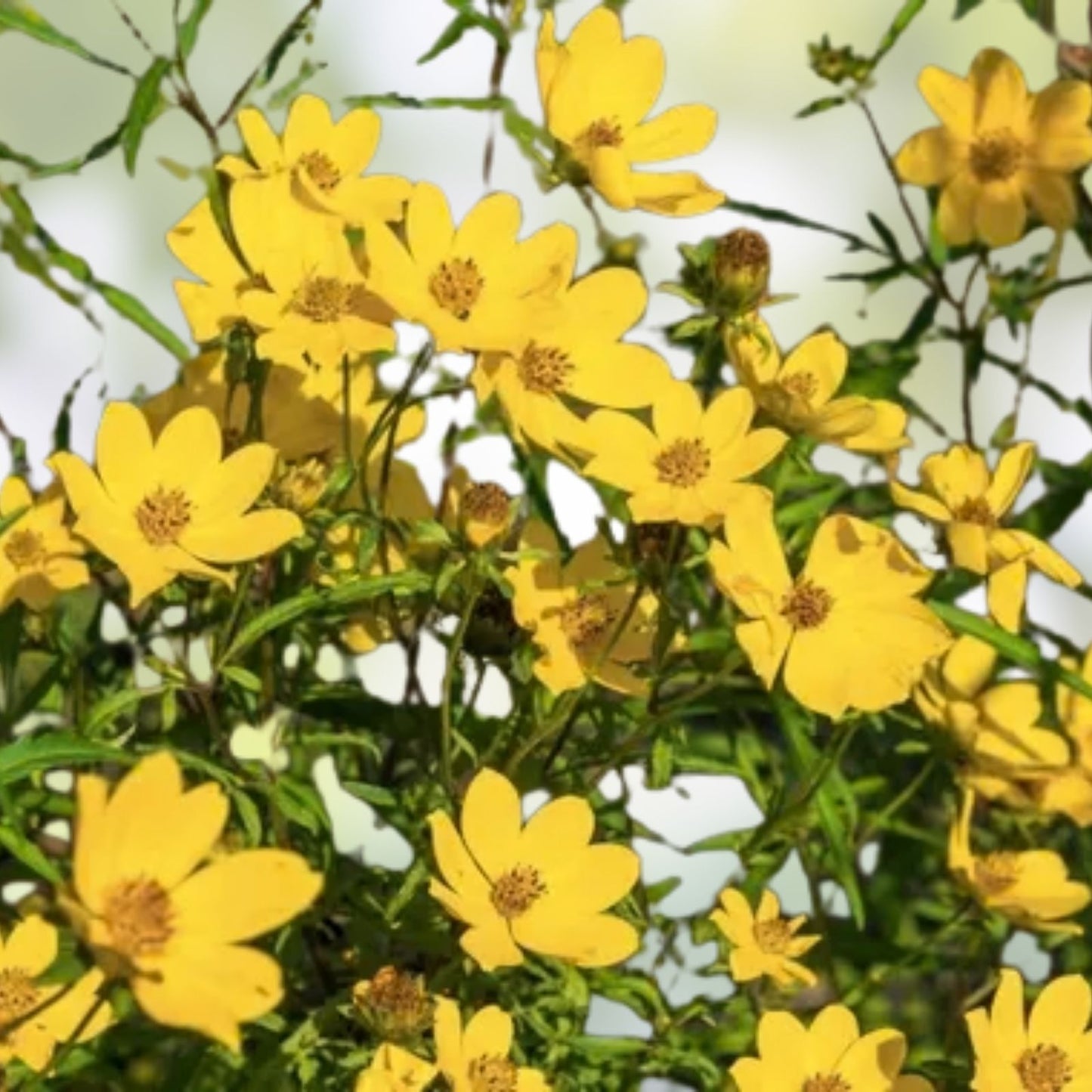 Yellow Swamp Marigold Seeds - 100 Count Bidens Aristosa Mutica Flower Seeds for Wetland Planting