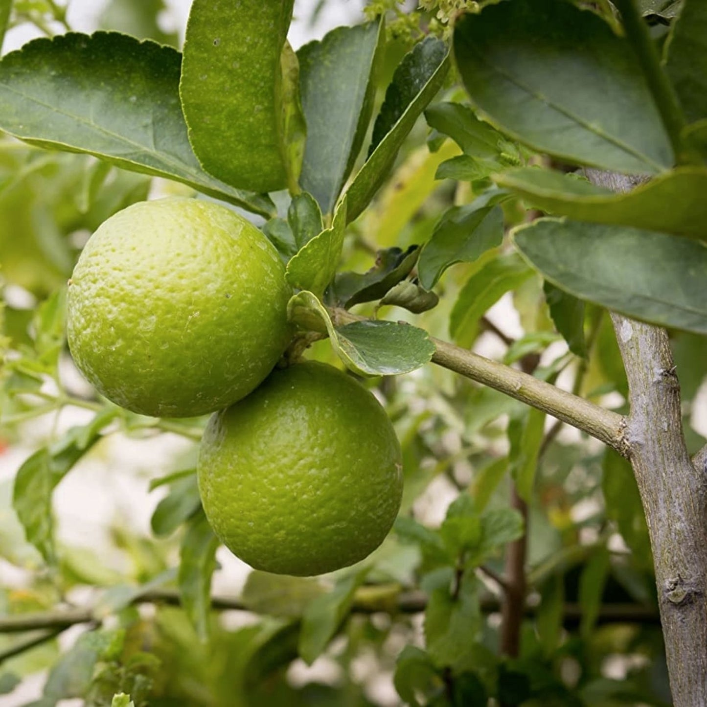 Dwarf Lime Tree Seeds 30+ Citrus aurantiifolia Home Gardening Fresh Seeds Ships from Iowa