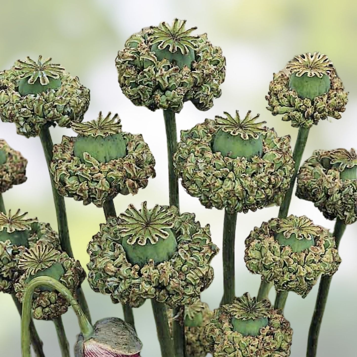 Hens and Chicks Seeds 100 Count Poppy Flower Variety Sempervivum spp. Succulent Plant Seeds