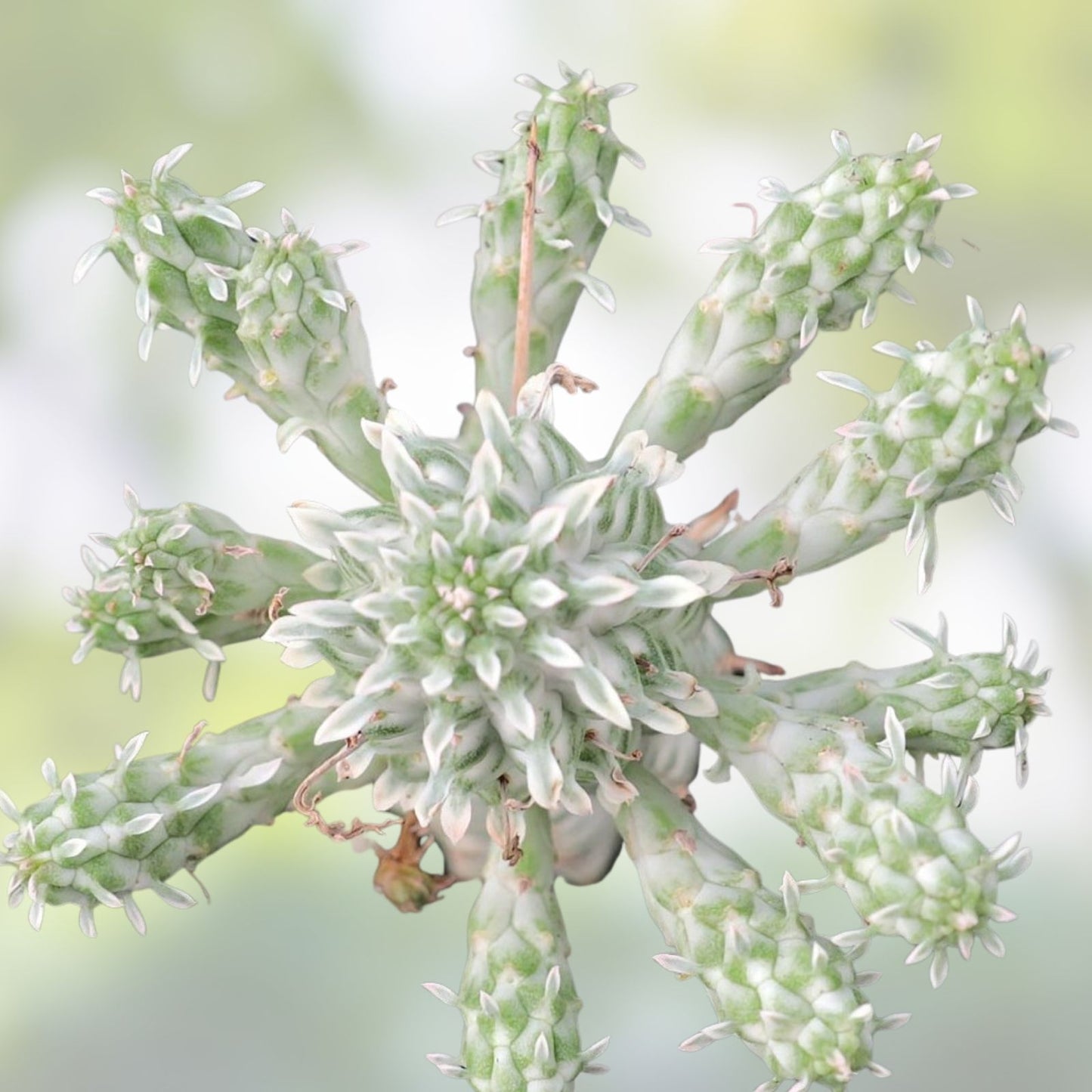 Euphorbia Mammillaris Variegated Cuttings - Indian Corn Cob Cactus Succulents - 2 Pieces for Planting or Propagation