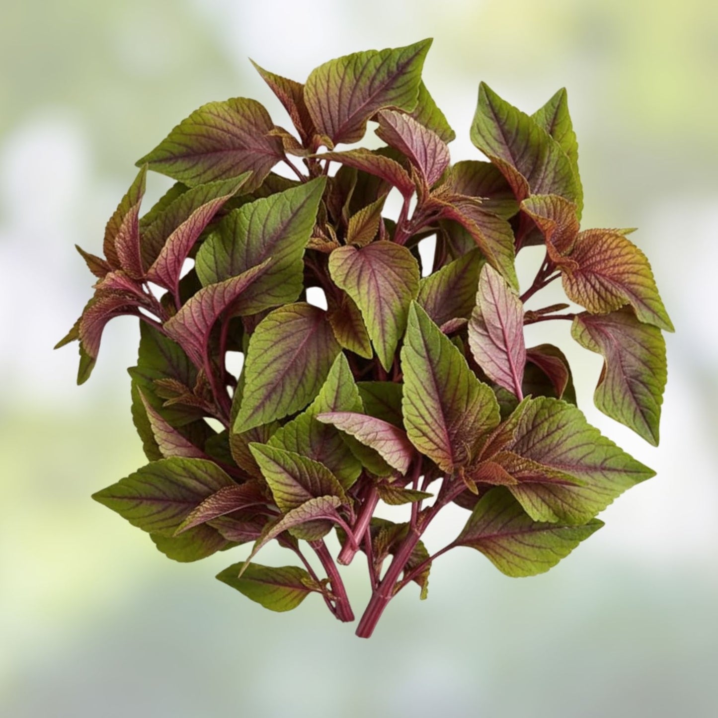 Red Spinach Seeds for Planting – 500+ Heirloom Amaranthus cruentus Seeds for Garden, Vegetable, Edible Greens, Iowa USA