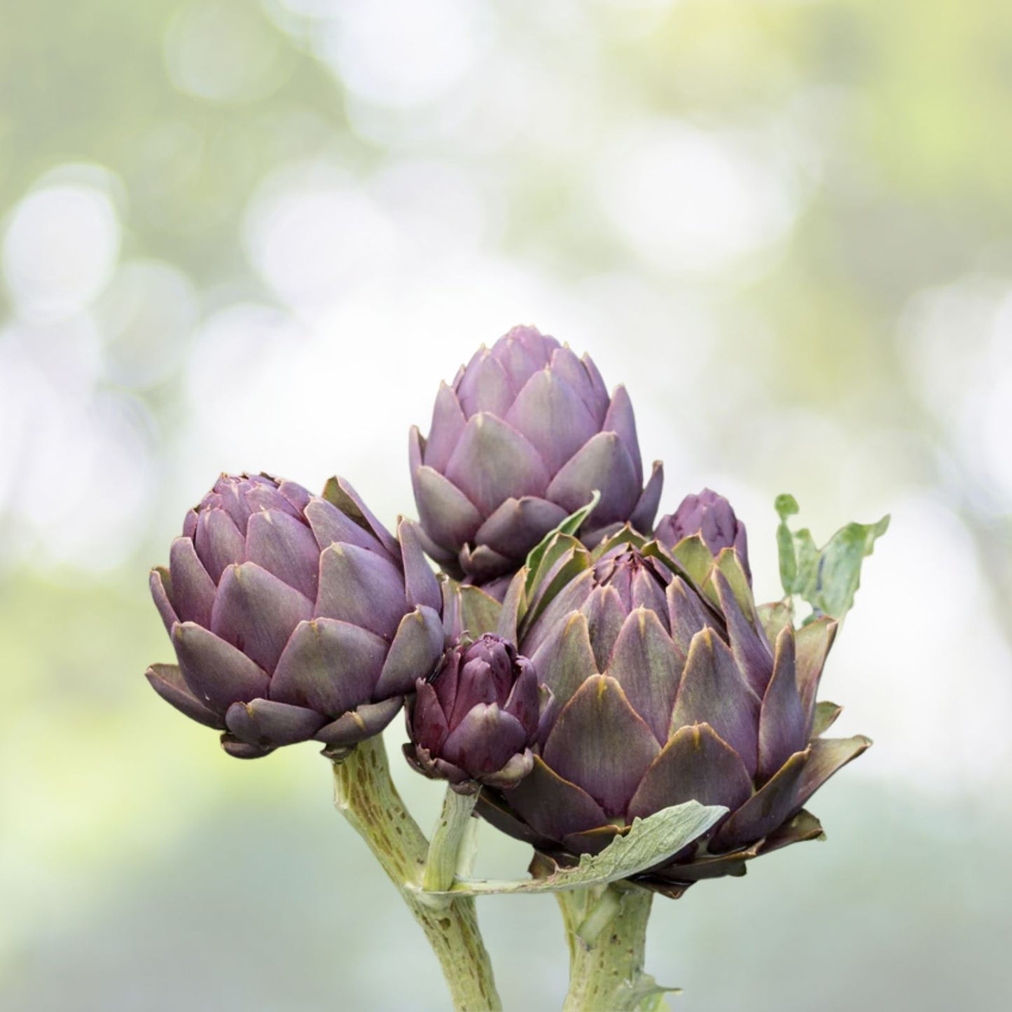 Purple Romagna Artichoke Seeds - 15+ Italian Perennial Seeds - Cynara scolymus - Heirloom Organic Gardening Supplies