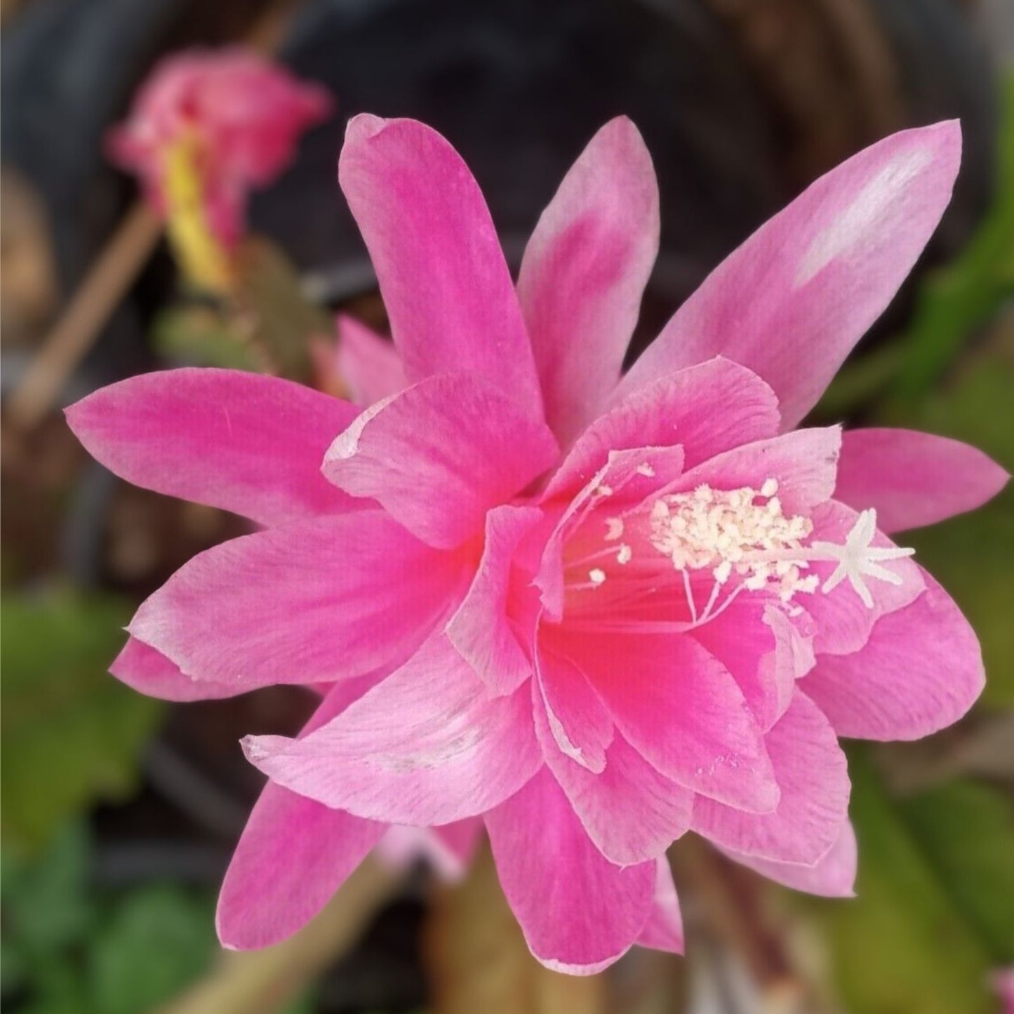 Epiphyllum Cuttings 8-10 Inches Felcino Filou Cactus Plant Unrooted Epiphyllum
