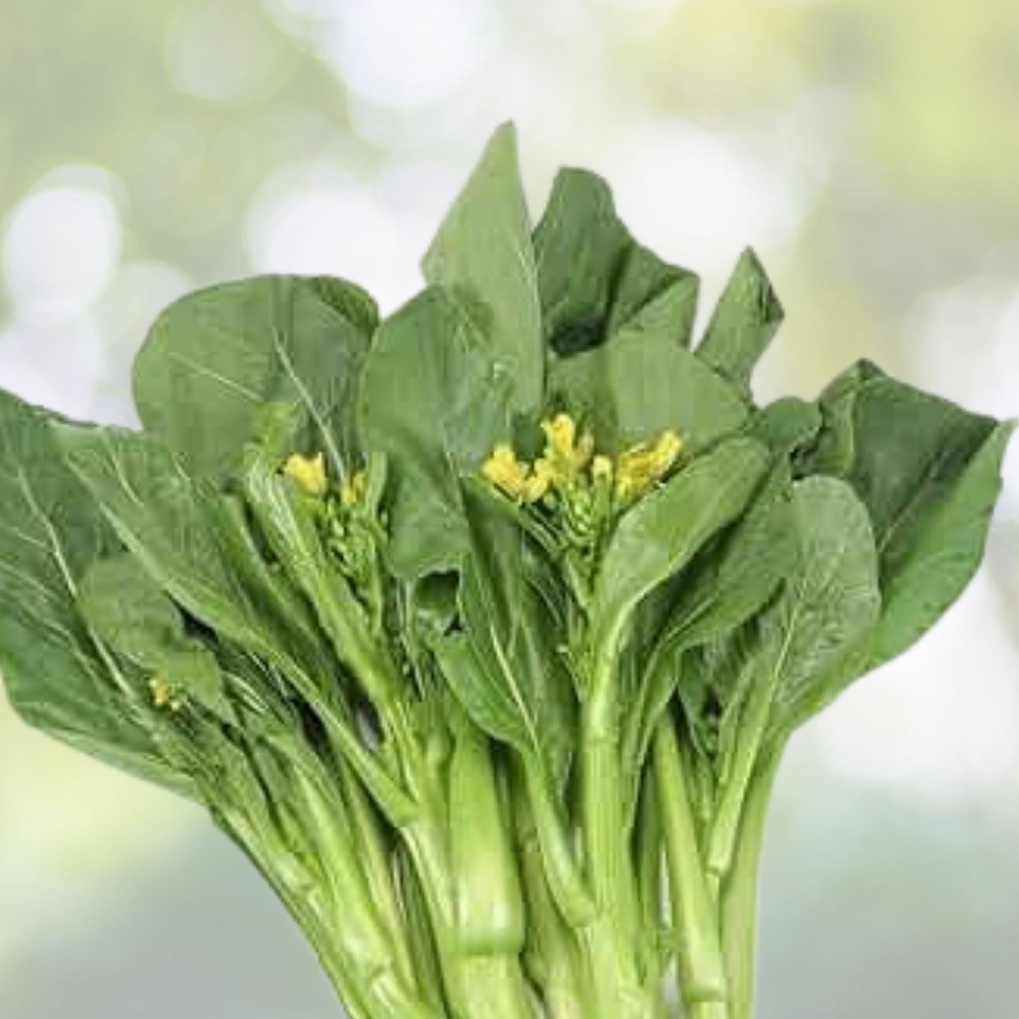 Asian Yu Choy Seeds - 200+ Seeds Choi Sum Chinese Flowering Cabbage (Brassica rapa) - Vegetable Seeds for Home Garden USA