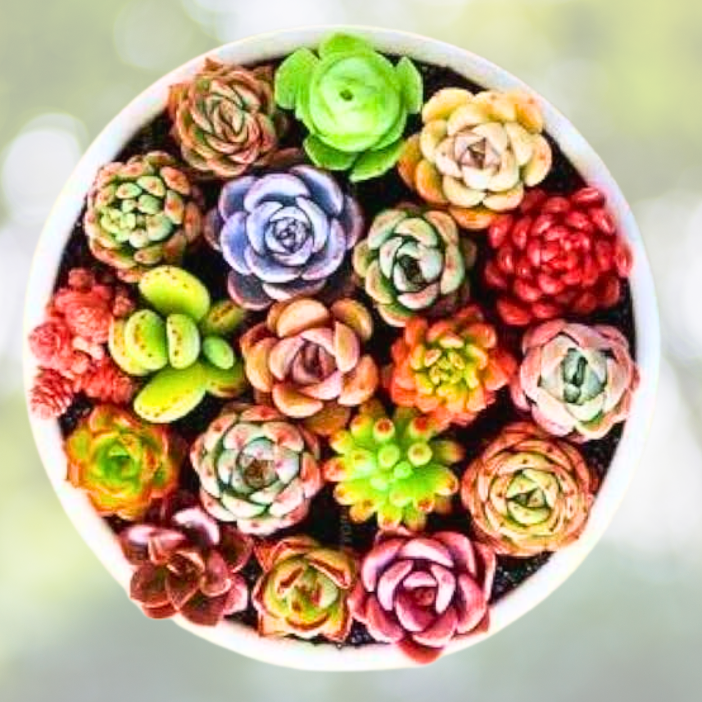 200pcs Rare Succulent Seeds - Colorful Mixed Collection - Ideal for Gardening and Plant Lovers - Succulent Varieties