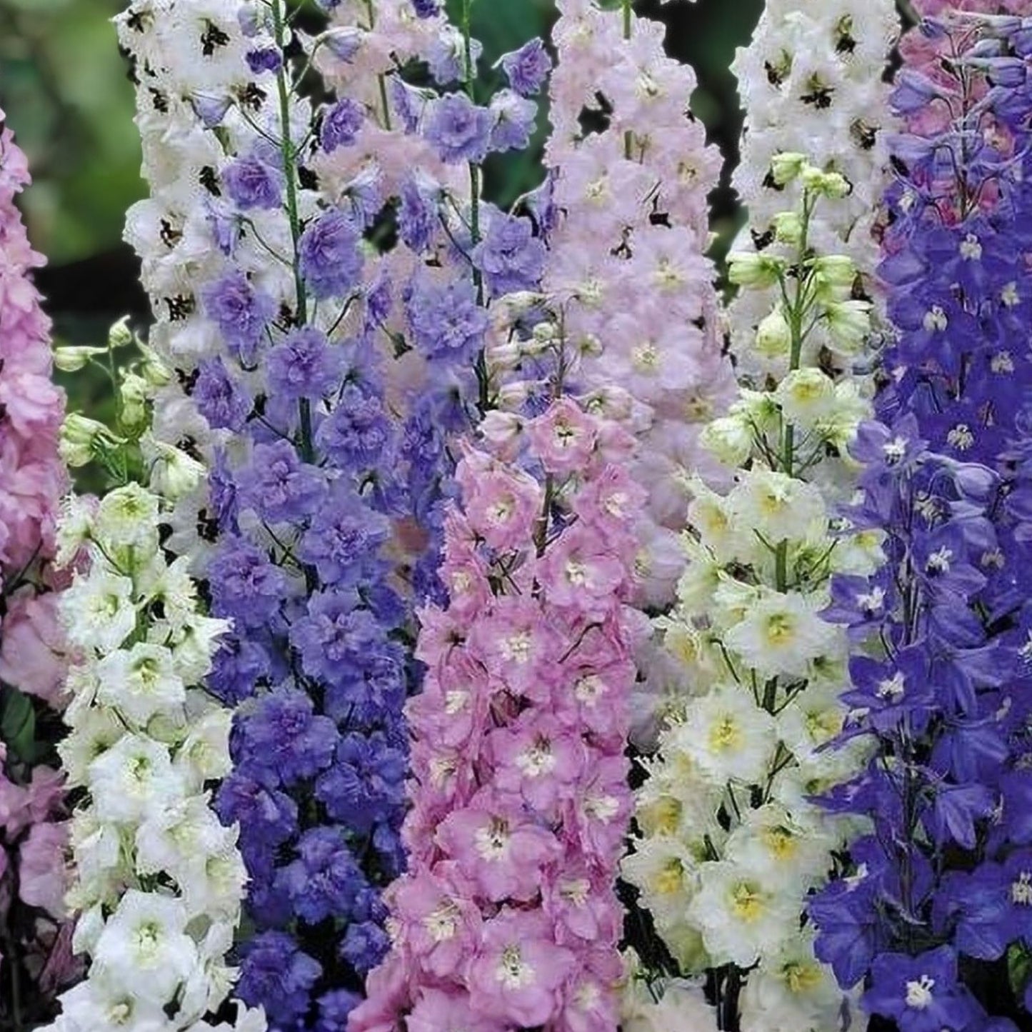 Giant Imperial Larkspur Seeds 100+ Newly Harvested Cut Flower Seeds Delphinium spp