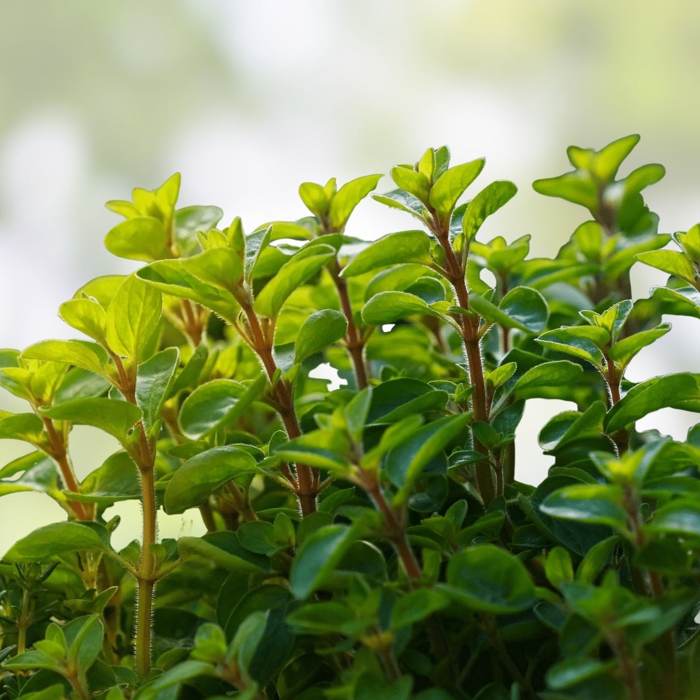 Sweet Marjoram Seeds Heirloom Non-GMO Culinary Herb, Majorana hortensis, 50+ Seeds for Gardening and Cooking