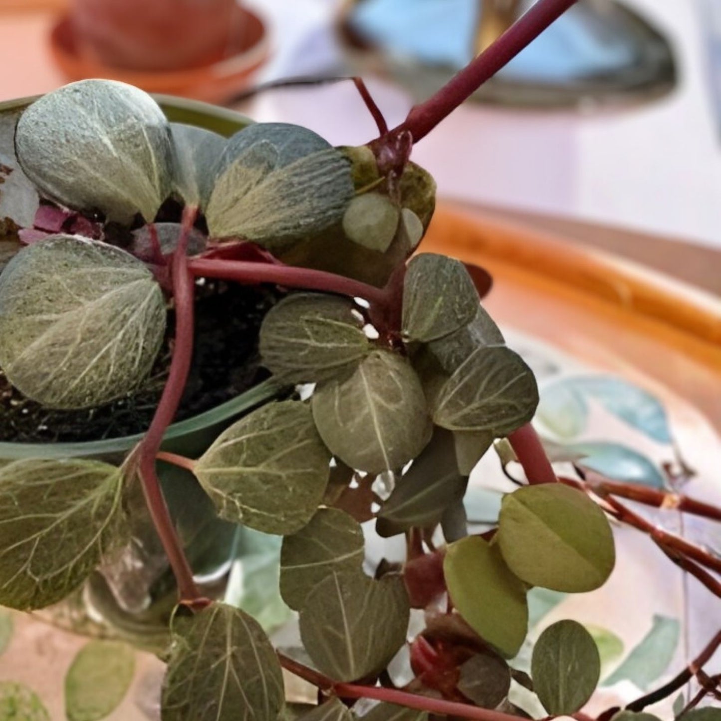 Succulent Plant 3-5" Peperomia Clusiifolia Tricolor Red Variegated Live Houseplant Jelly Peperomia