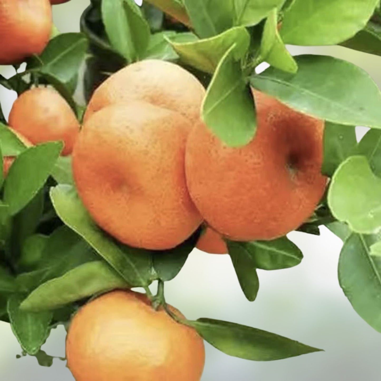 Bonsai Orange Tree Seeds - 40 Fruit Bearing Citrus reticulata Seeds for Indoor Gardening and Bonsai Cultivation