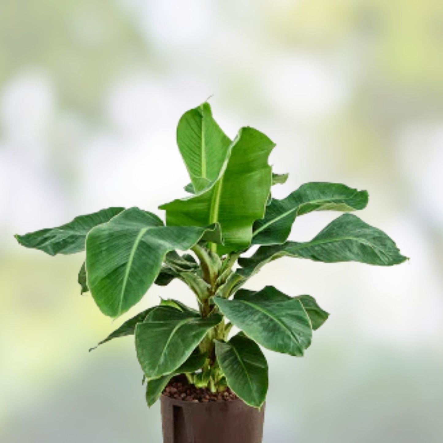 Little Prince Musa Banana Plant - Small Rooted Starter Tropical Indoor Houseplant - Musa acuminata