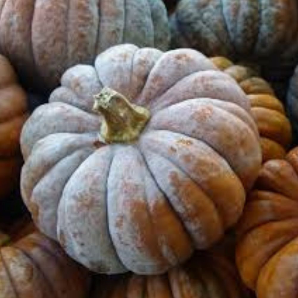 Organic Musquee De Provence Pumpkin Seeds 10 Pack Heirloom Variety Cucurbita Moschata Home Garden